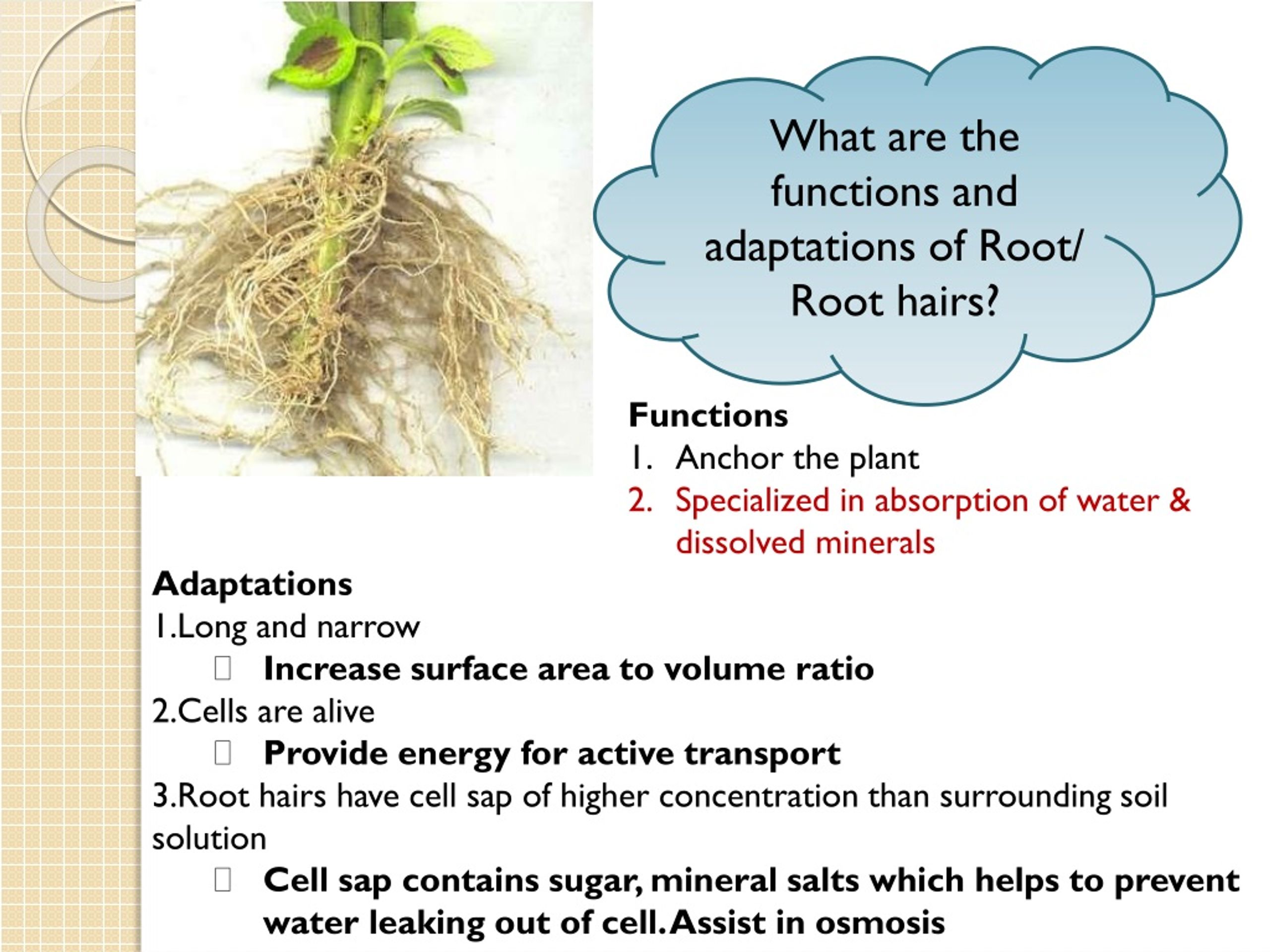 PPT - Transport in plants PowerPoint Presentation, free download - ID ...