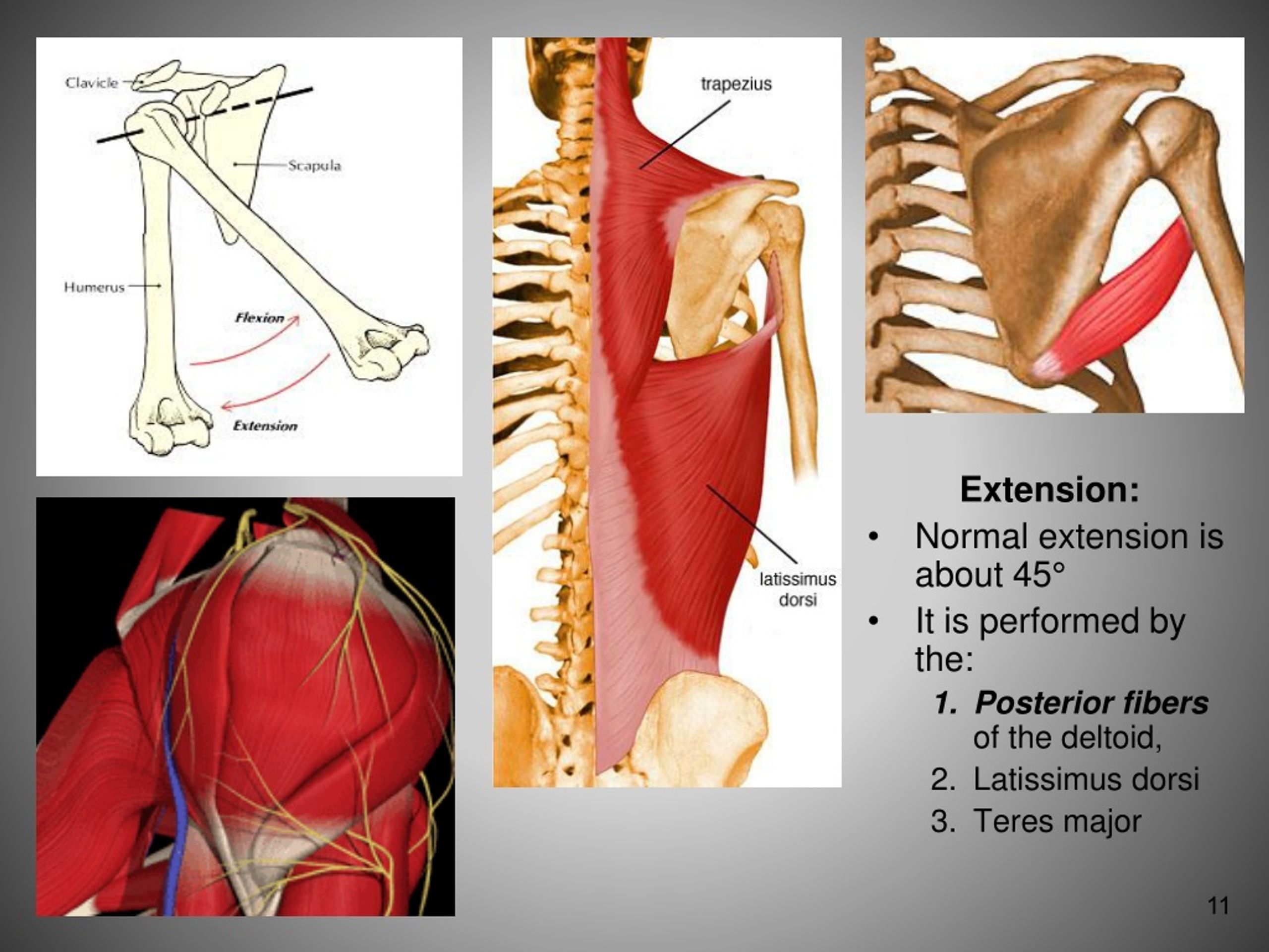 PPT - FUNCTIONAL ANATOMY OF SHOULDER JOINT PowerPoint Presentation ...