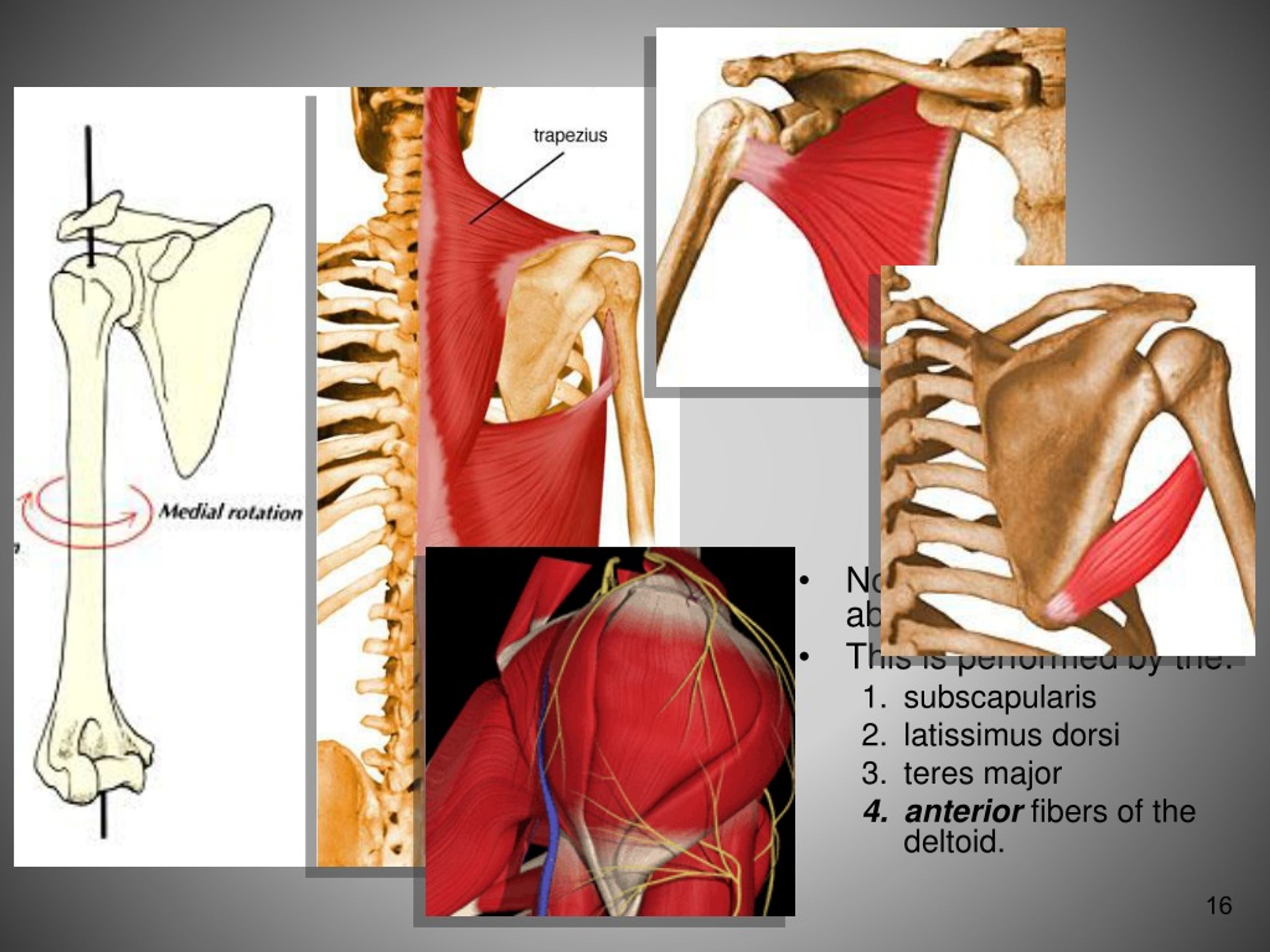 PPT - FUNCTIONAL ANATOMY OF SHOULDER JOINT PowerPoint Presentation ...