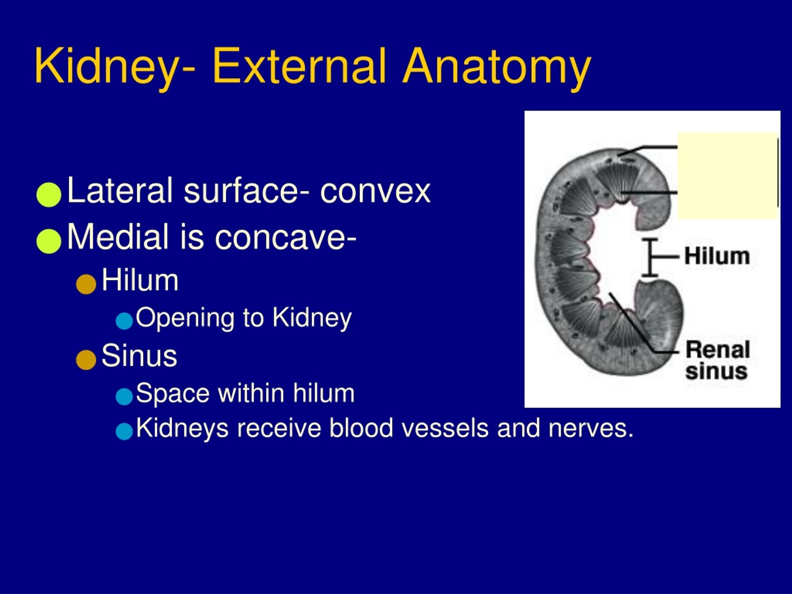 PPT - The Urinary System PowerPoint Presentation, free download - ID