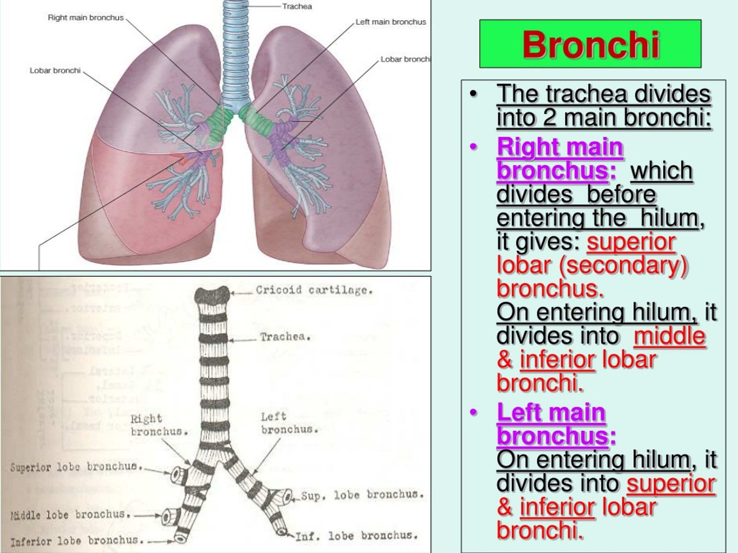 Бронхи на латыни. Bronchus. Плевра на латыни. Bronchi Anatomy.