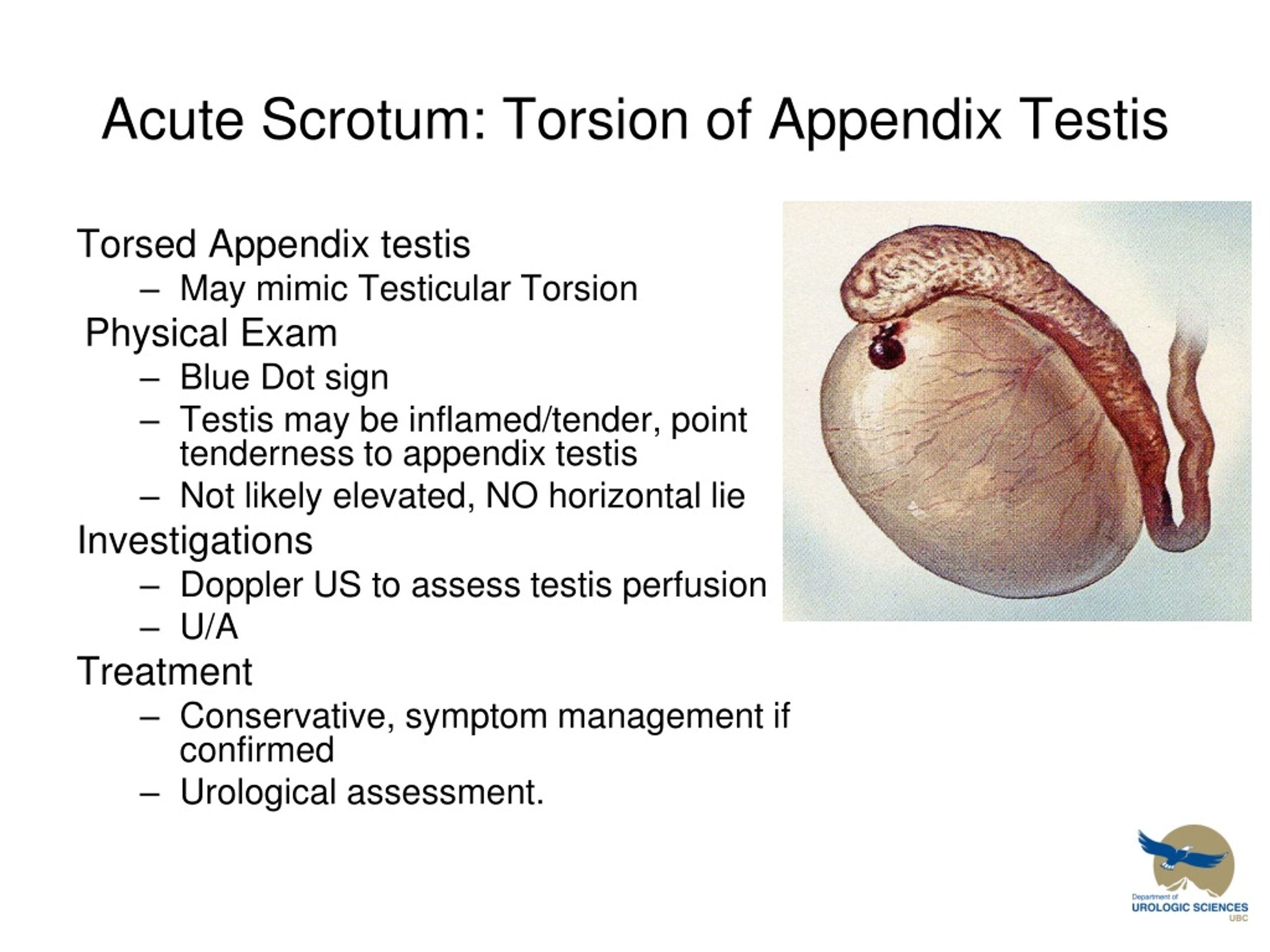 Ppt Scrotal Masses Powerpoint Presentation Free Download Id9140050 8559