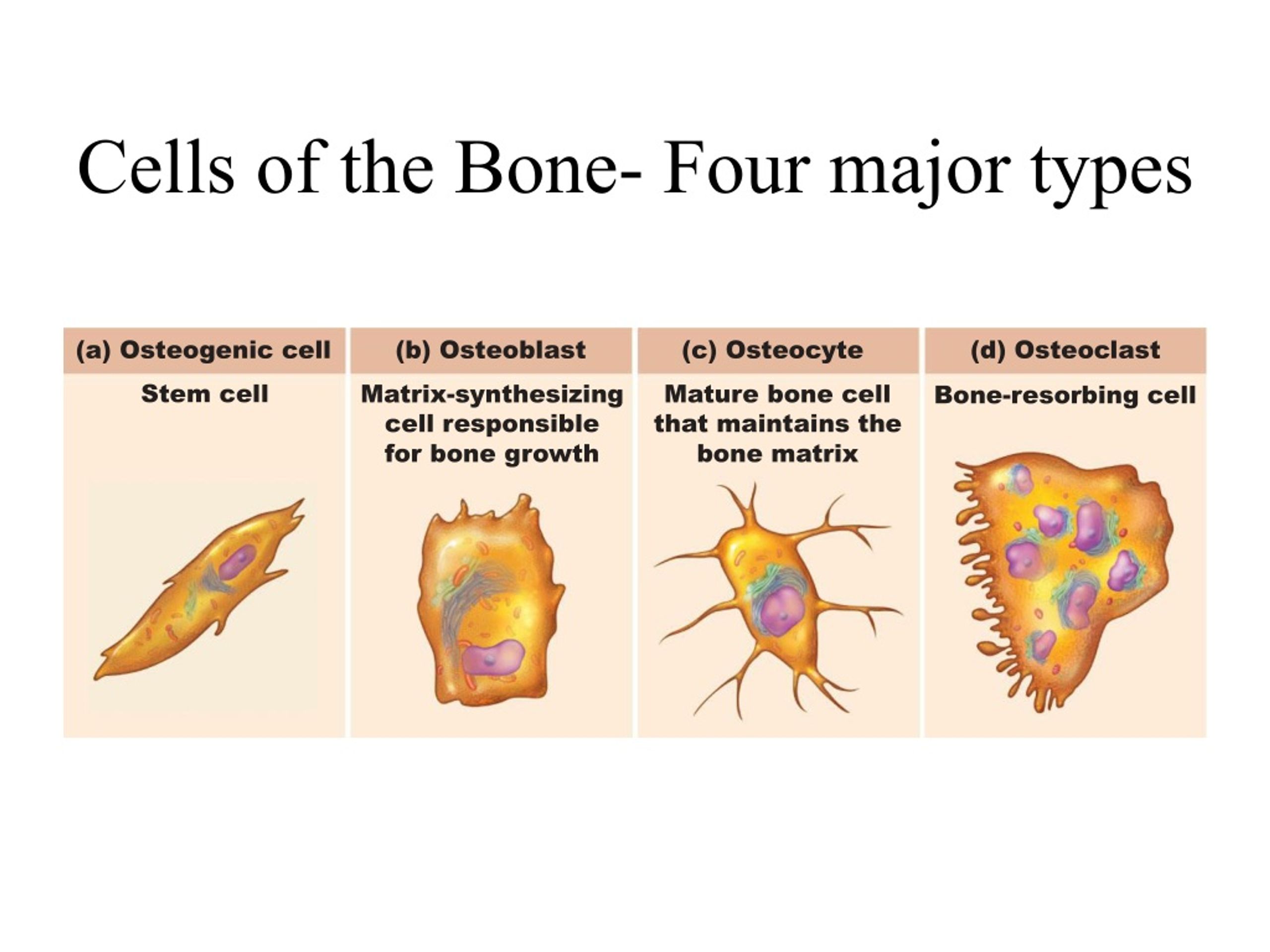 PPT - Chapter 6- Part I Bones And Skeletal Tissues PowerPoint ...