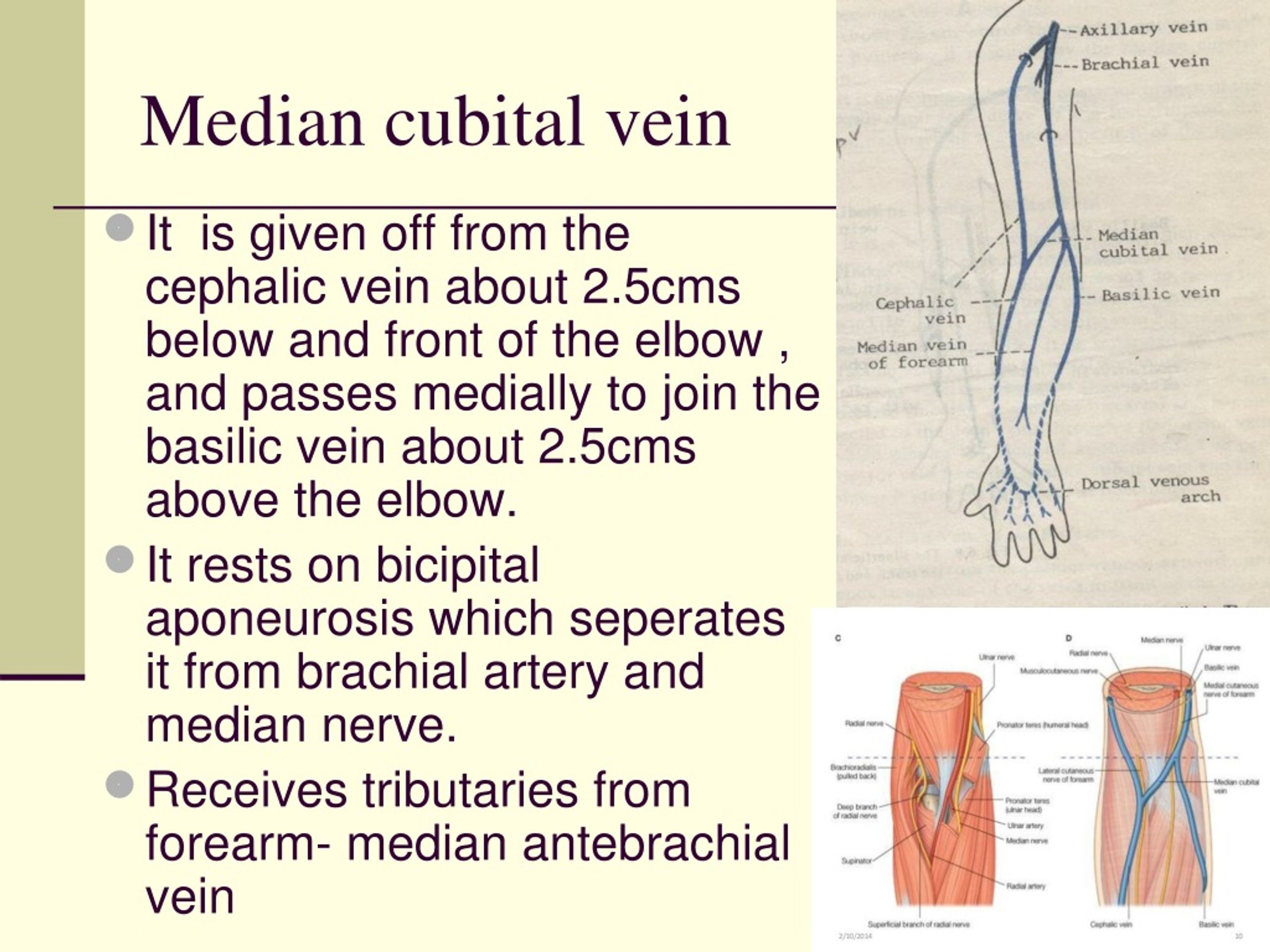 PPT - Venous drainage and Lymphatics of the upper limb PowerPoint ...