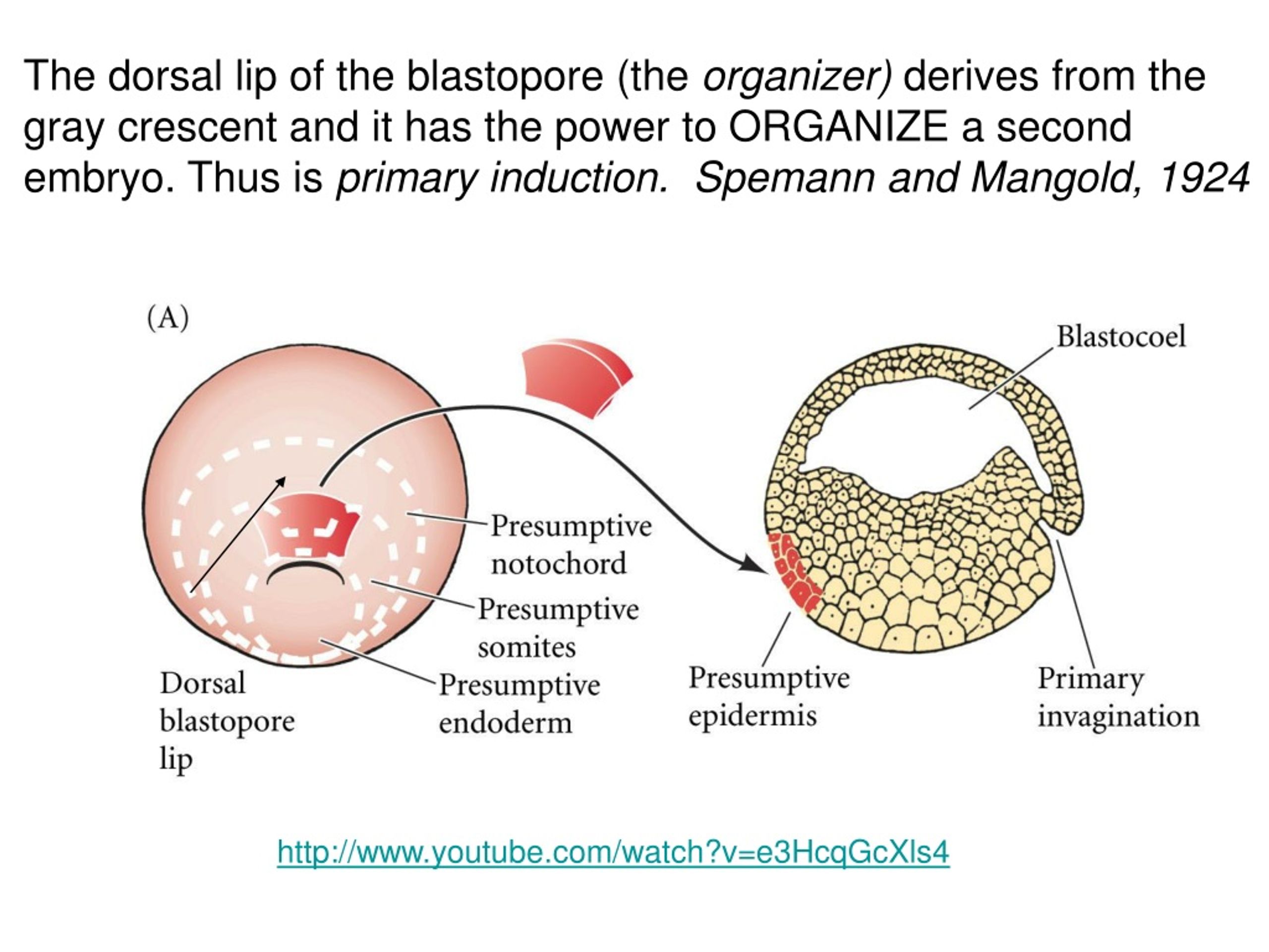dorsal lip of blastopore is called mammal