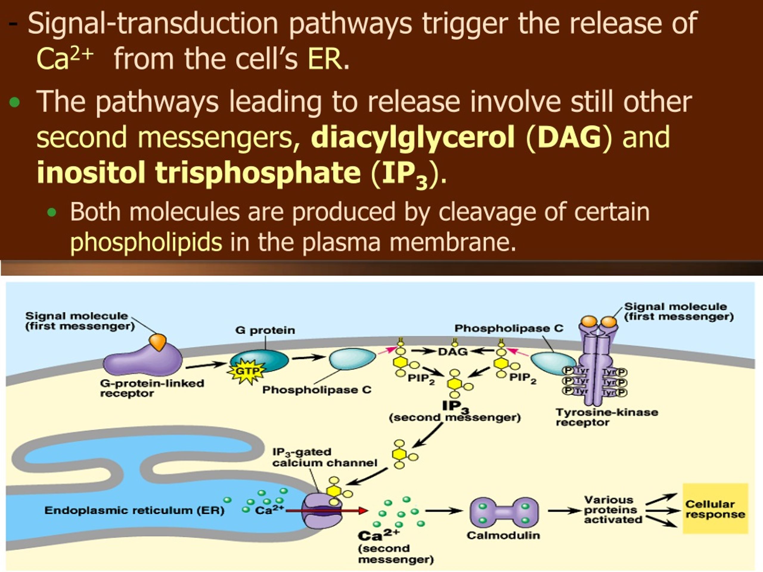 Ppt Chapter 11 Cell Communication Powerpoint Presentation Free Download Id9142149