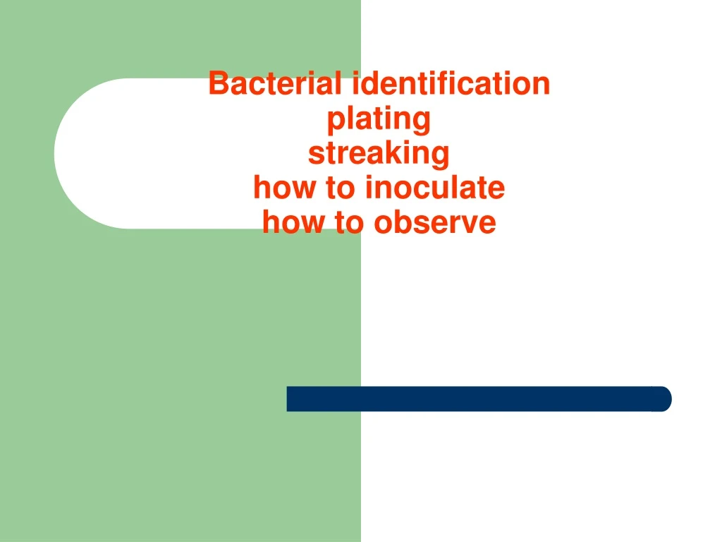 PPT - Bacterial identification plating streaking how to inoculate how ...