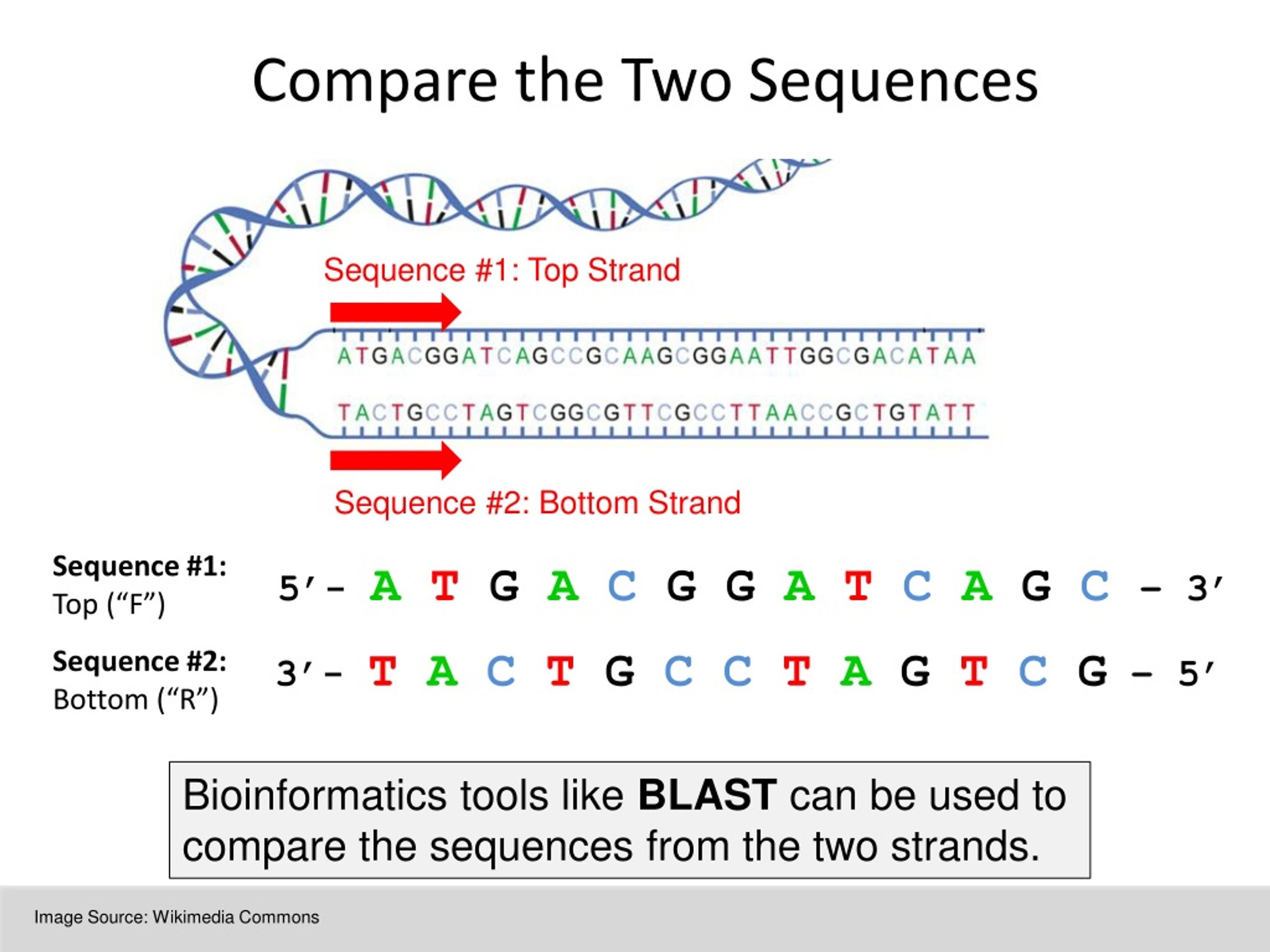 blast compare two protein sequences