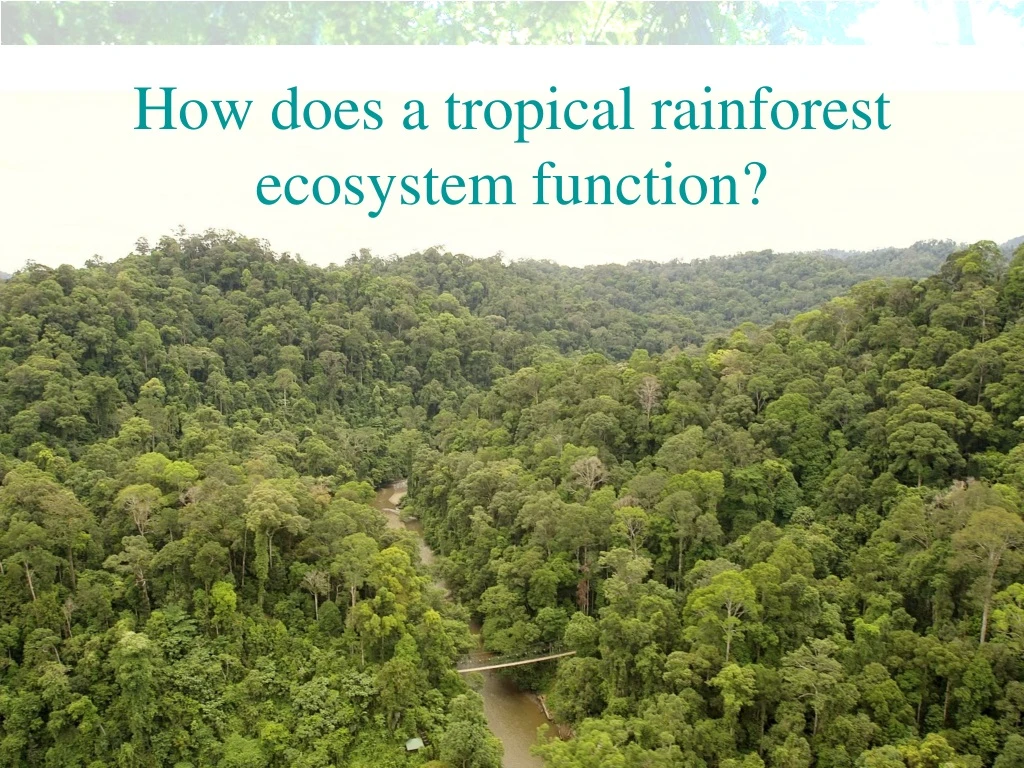 PPT - How does a tropical rainforest ecosystem function? PowerPoint ...