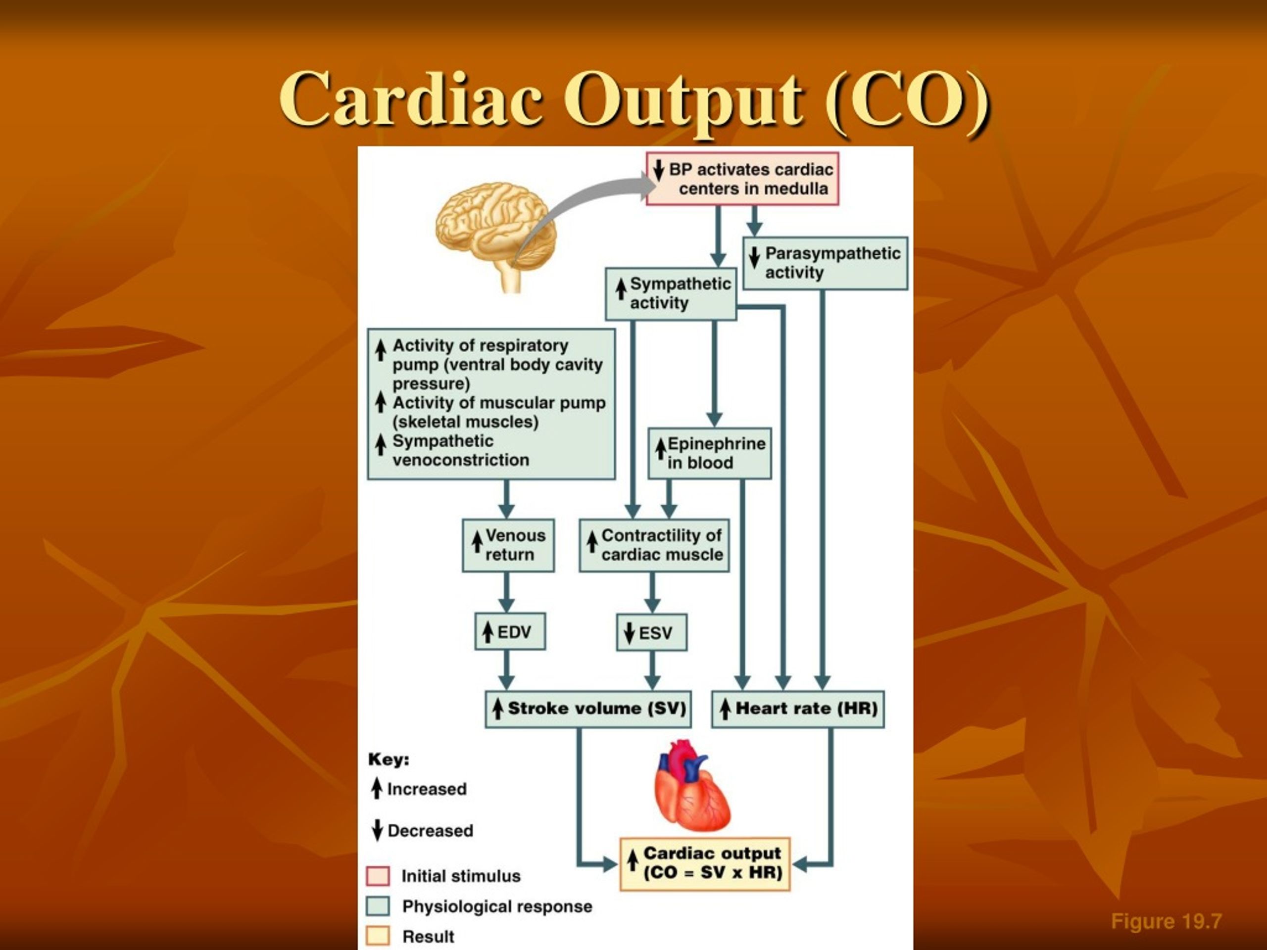 PPT - Blood Vessels PowerPoint Presentation, free download - ID:9143750