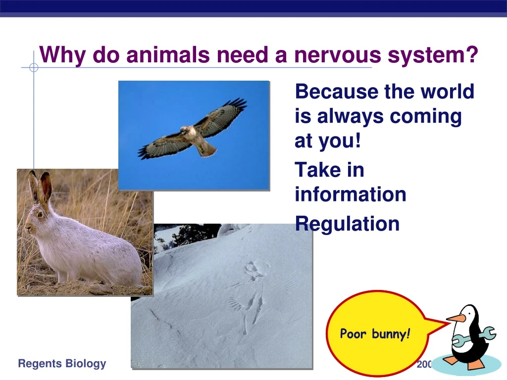 ppt-why-do-animals-need-a-nervous-system-powerpoint-presentation