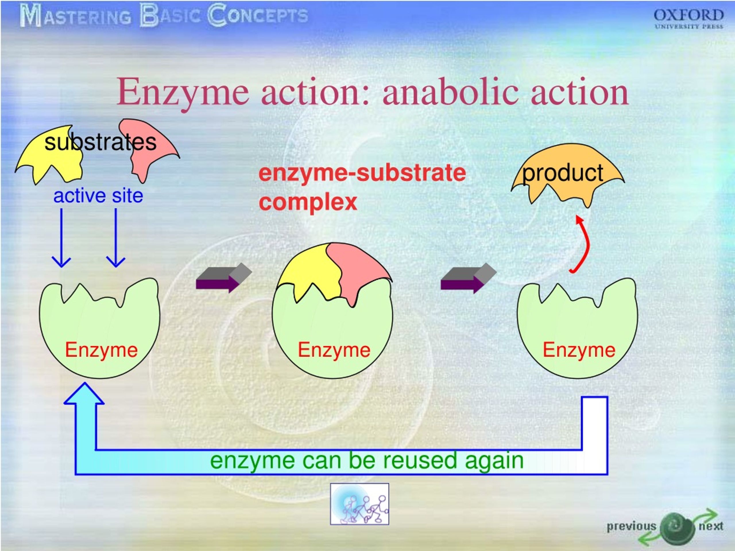 effects that enzymes can have on substrates