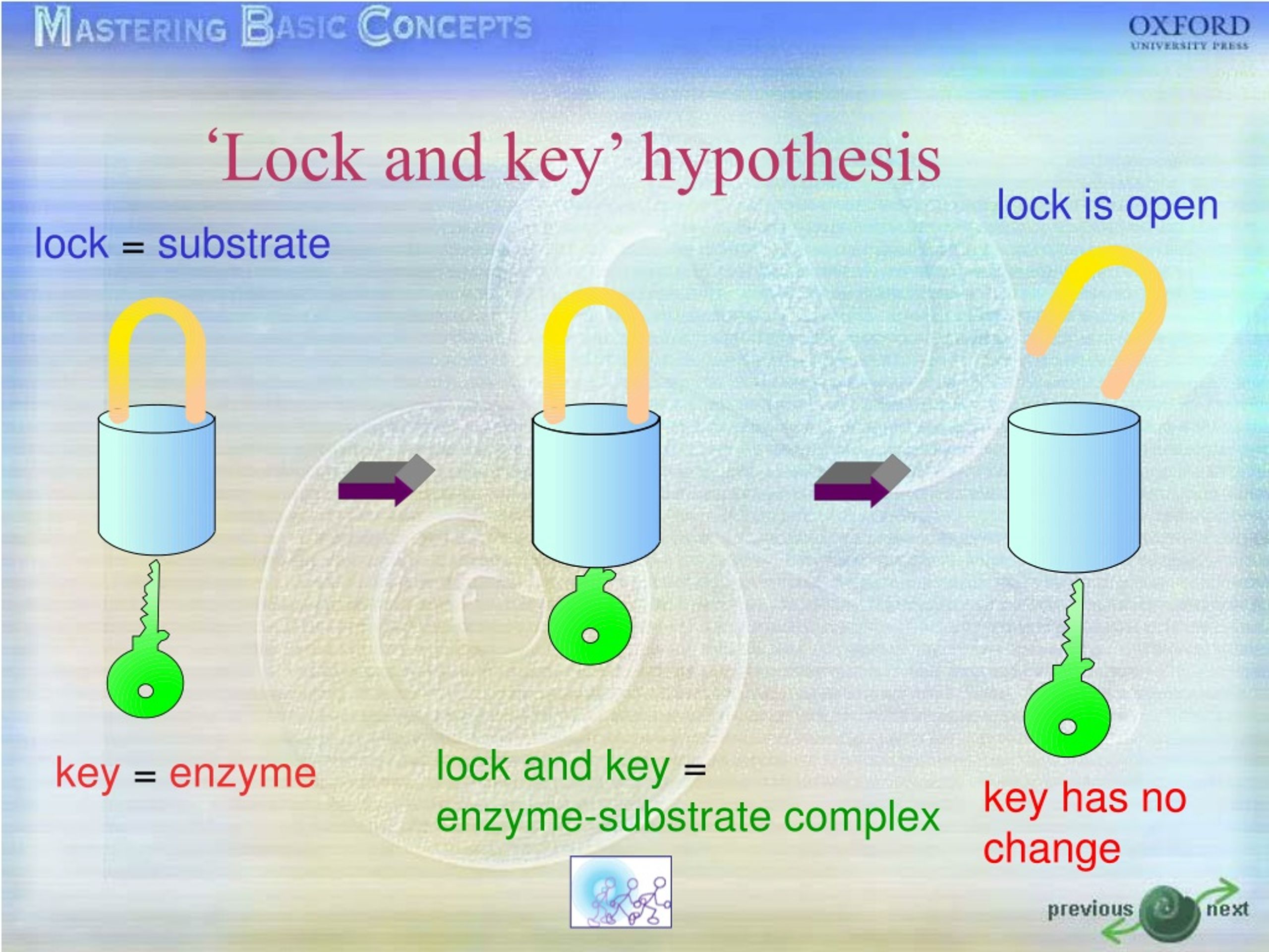 lock and key hypothesis was proposed by