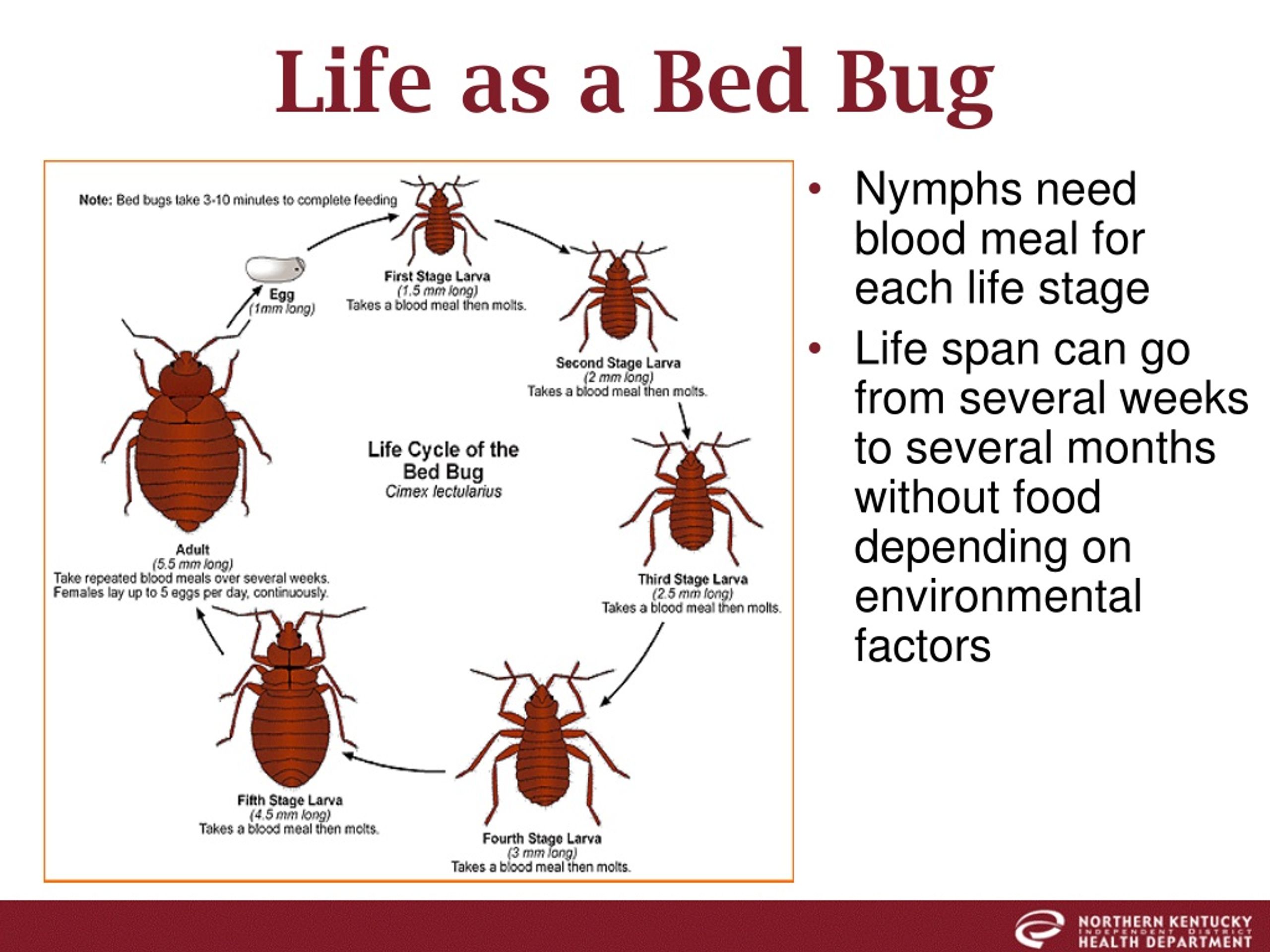 PPT - Bed Bugs PowerPoint Presentation, Free Download - ID:9144972