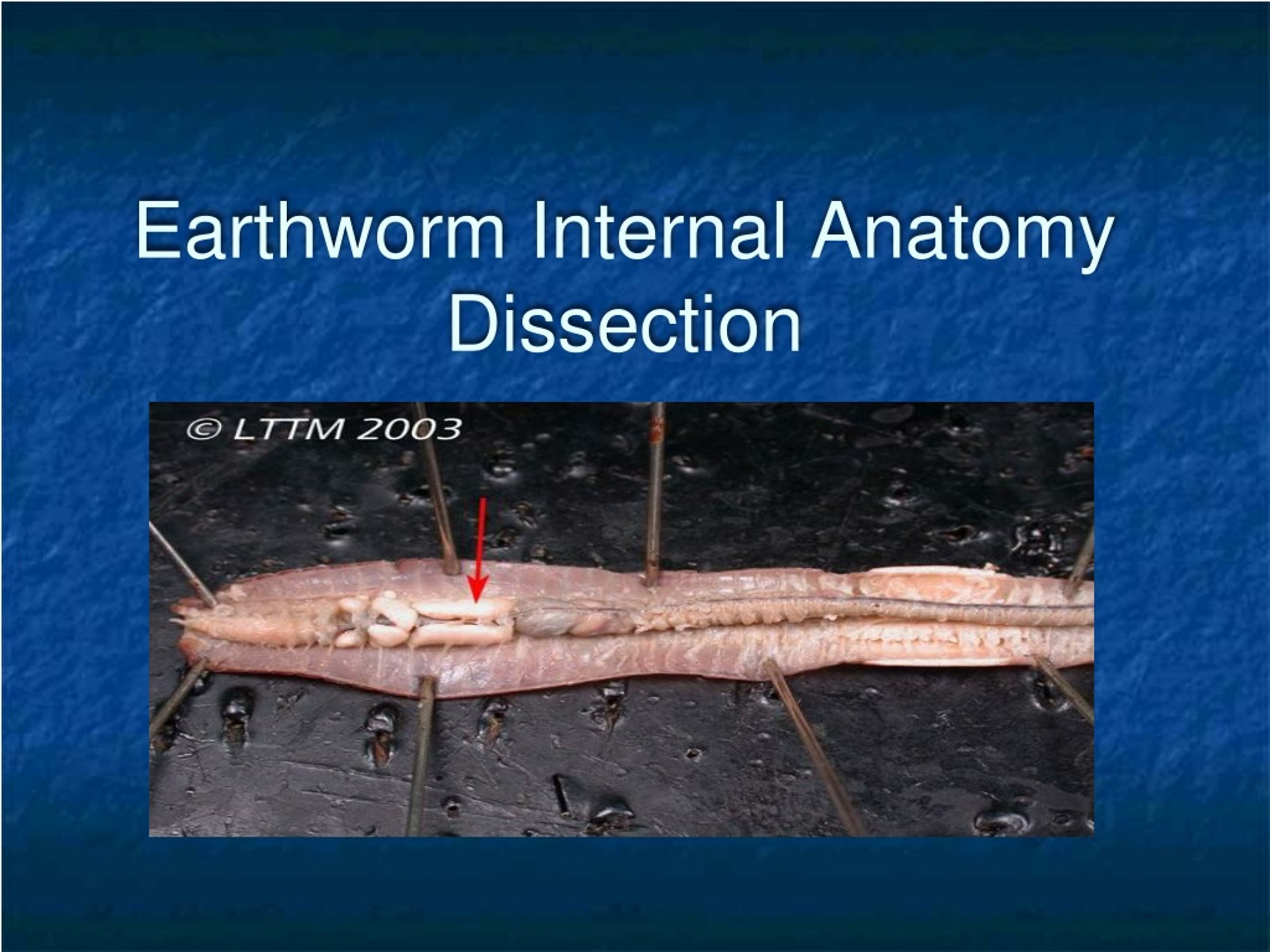 PPT - Earthworm Internal Anatomy Dissection PowerPoint