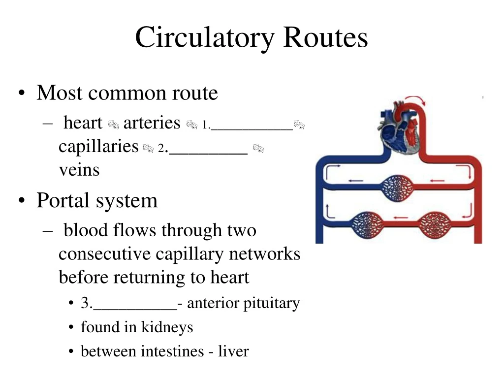 circulatory routes n.