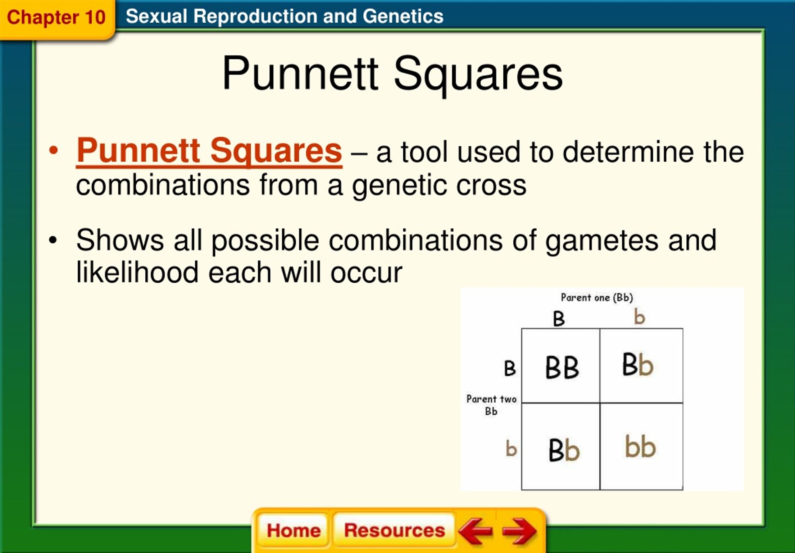 Ppt 11 2 Probability And Punnett Squares Powerpoint Presentation
