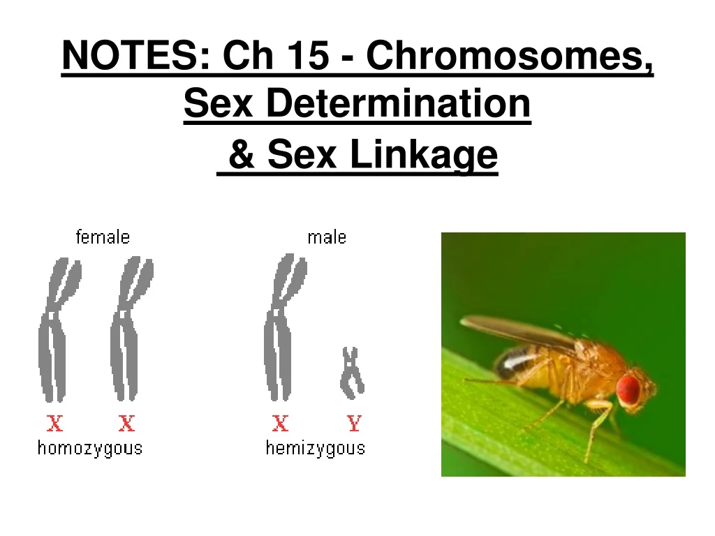 Ppt Notes Ch 15 Chromosomes Sex Determination And Sex Linkage 3418