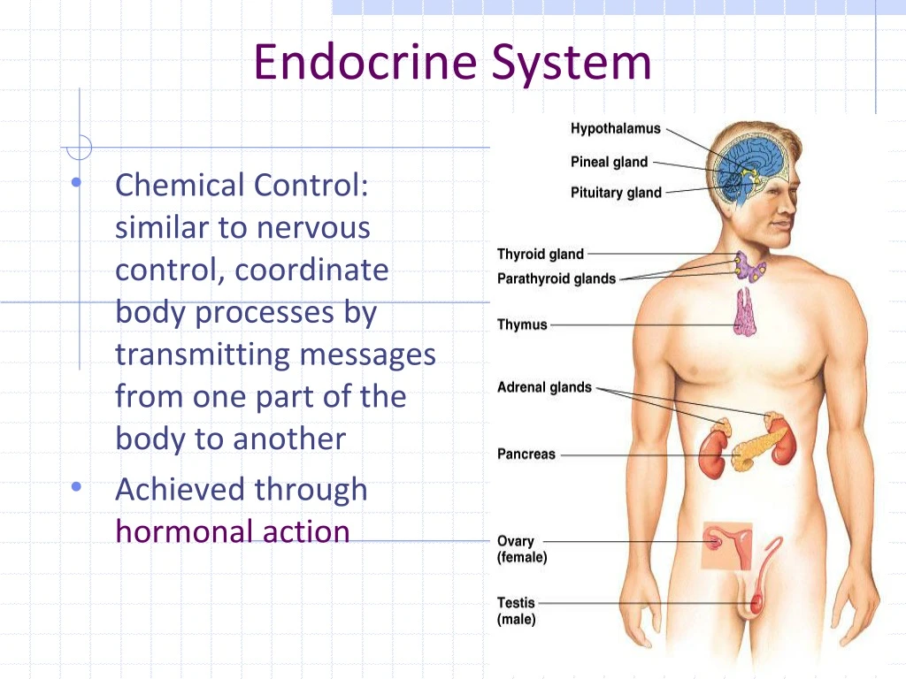 Ppt Endocrine System Powerpoint Presentation Free Download Id9153573 