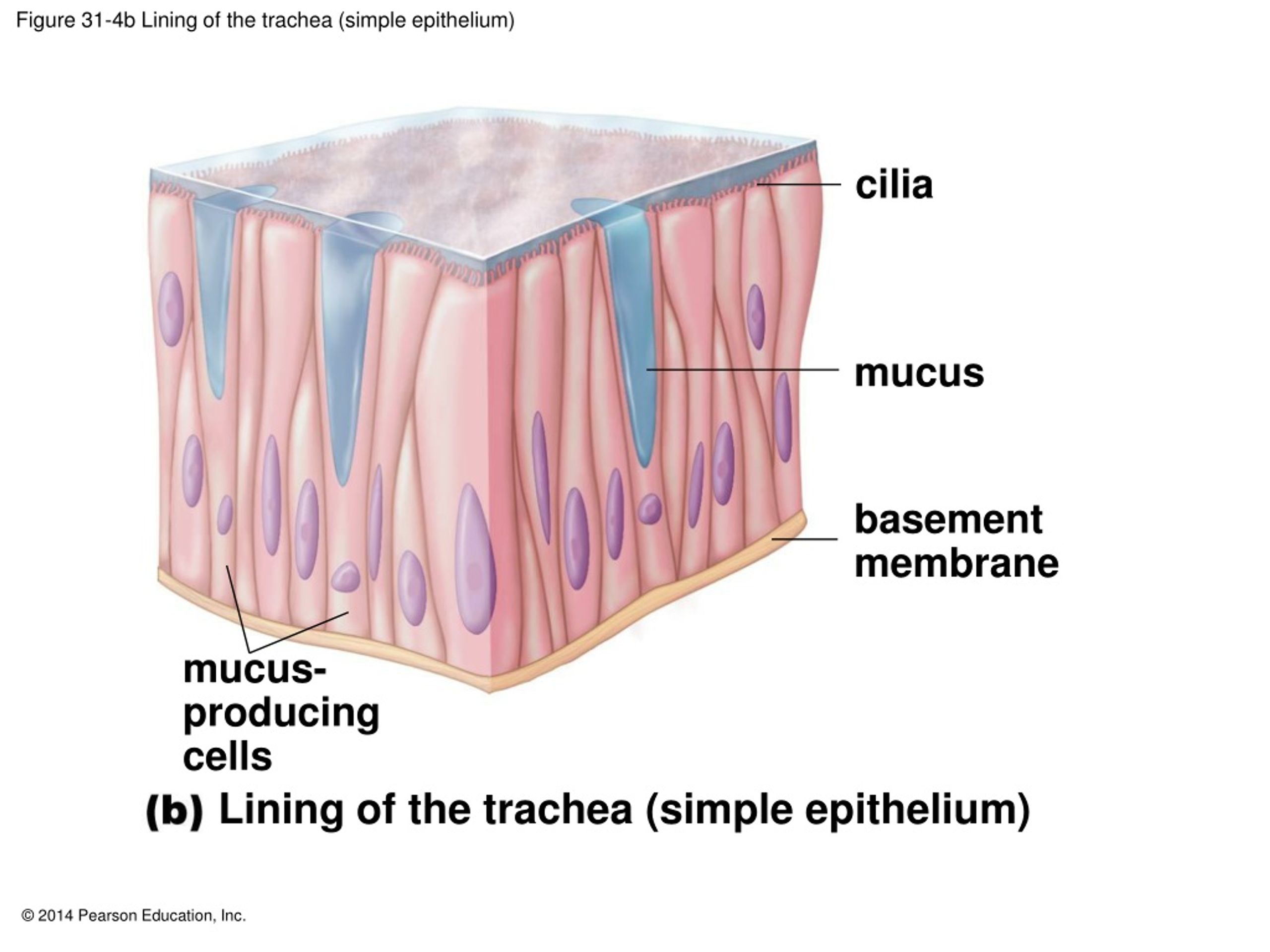 PPT - Homeostasis and the Organization of the Animal Body PowerPoint ...