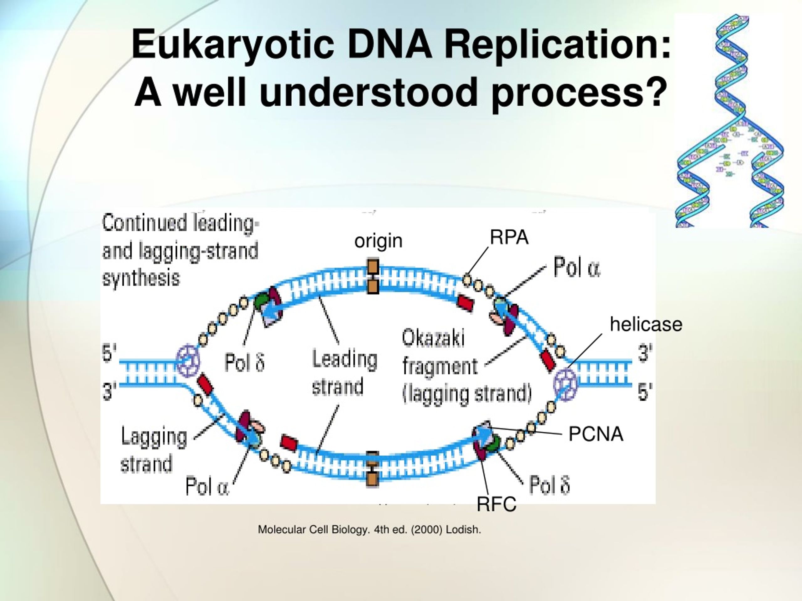 Well understood. Eukaryotic DNA Replication. Prokaryotic DNA Replication. DNA Replication process. Репликация ДНК процессинг.