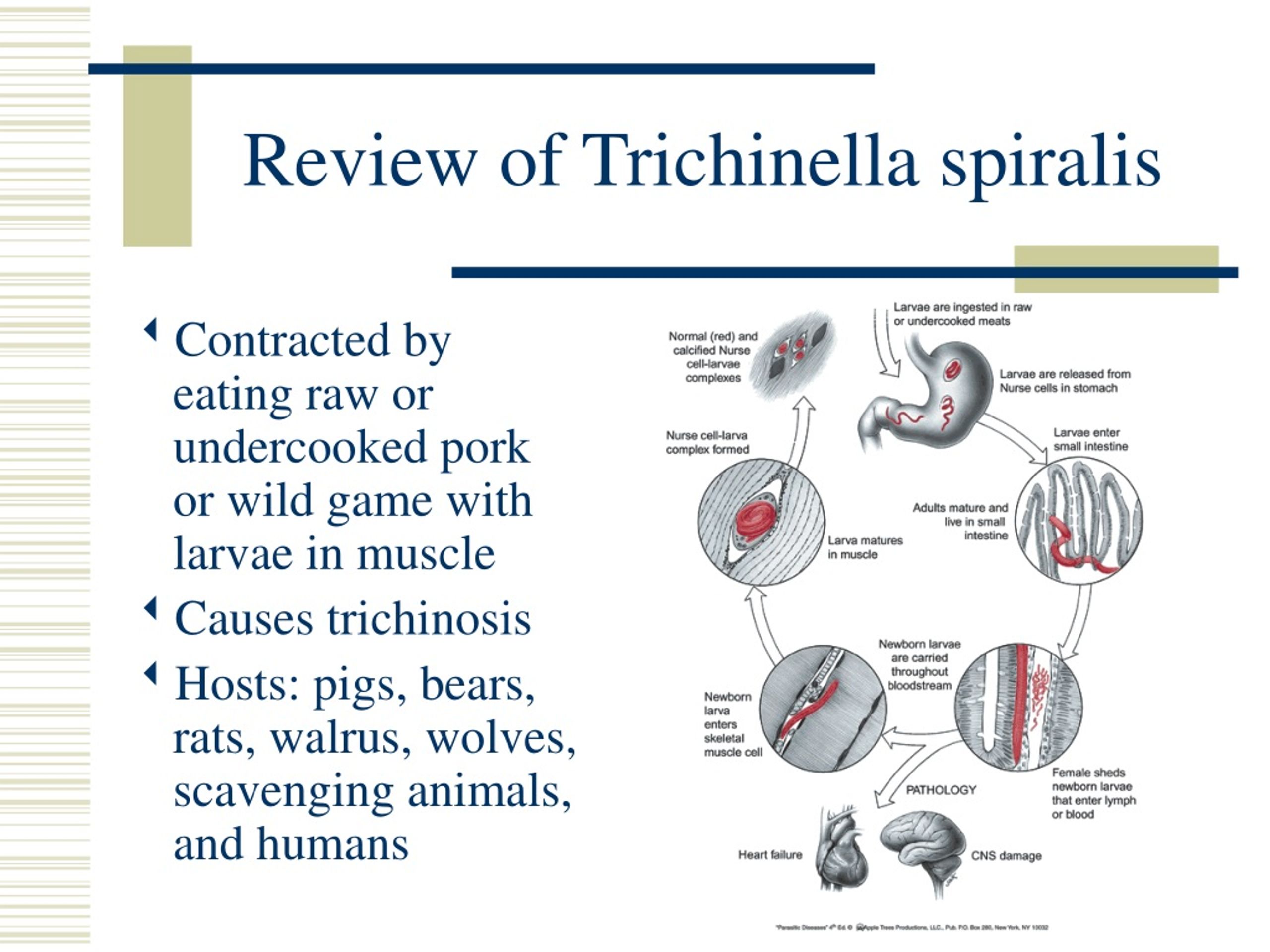 trichinella spiralis in muscle labeled