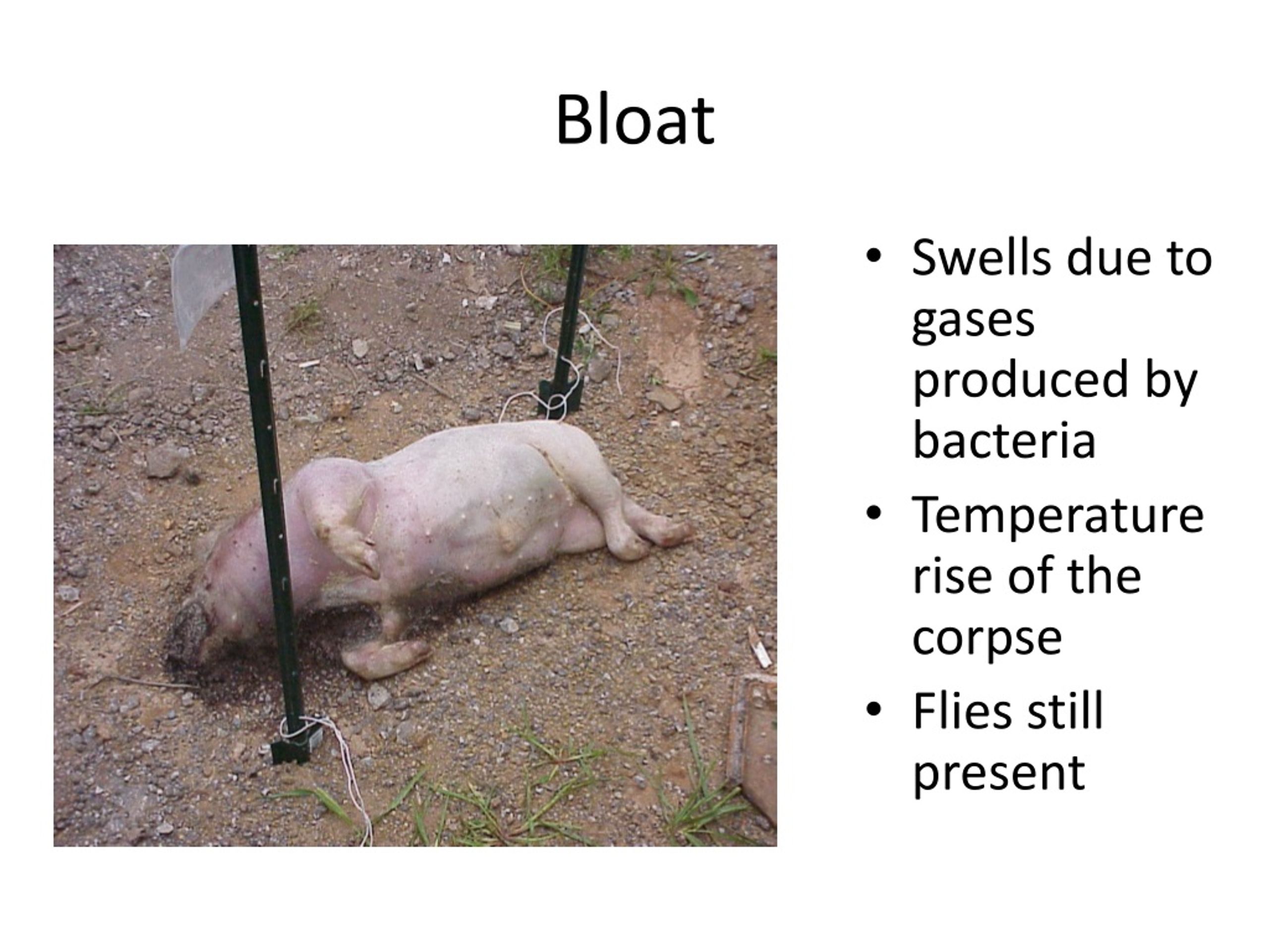 PPT - What are the stages of decomposition? PowerPoint Presentation ...