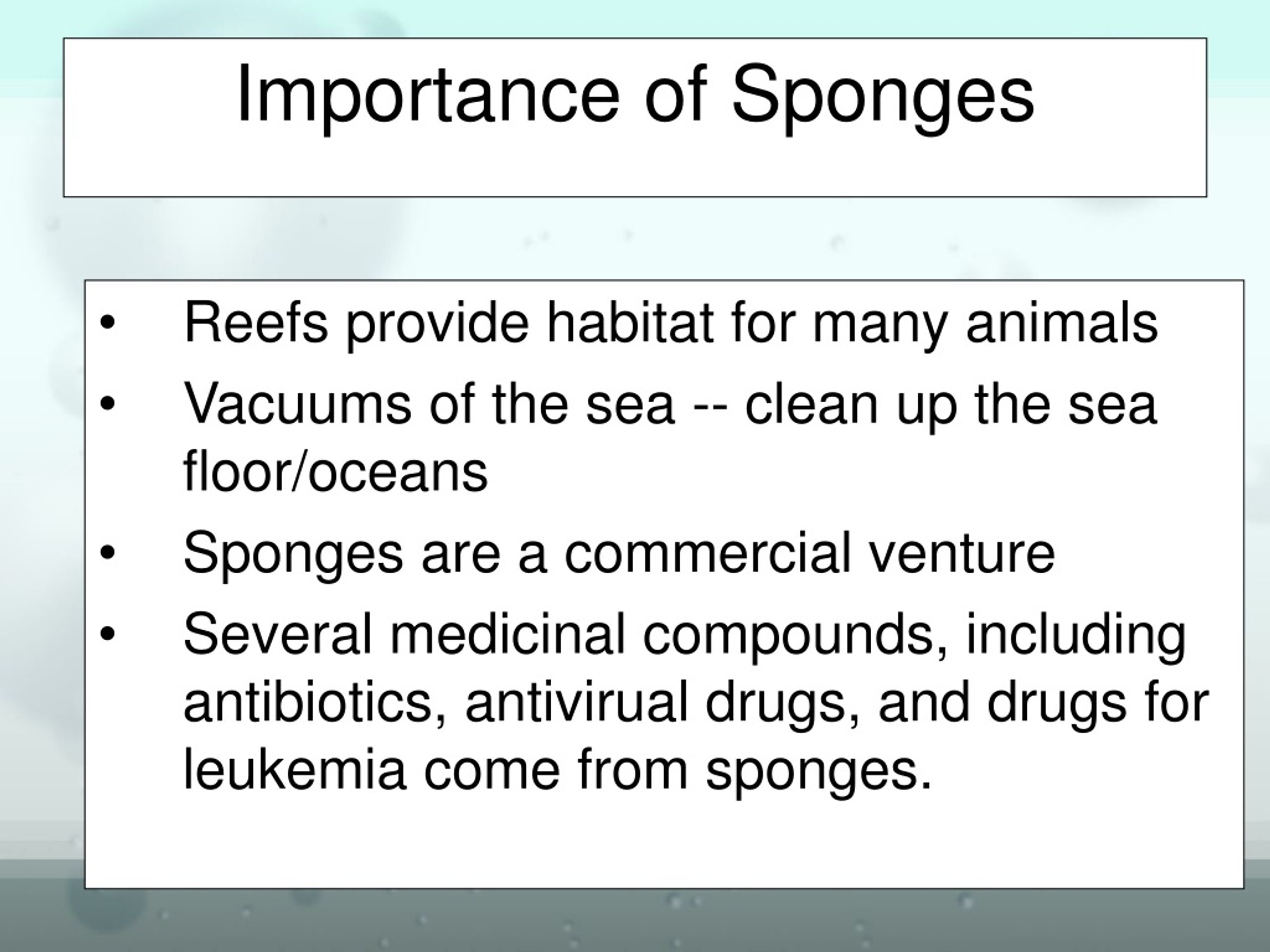 Ppt Phylum Porifera The Sponges Read 130 133 Powerpoint