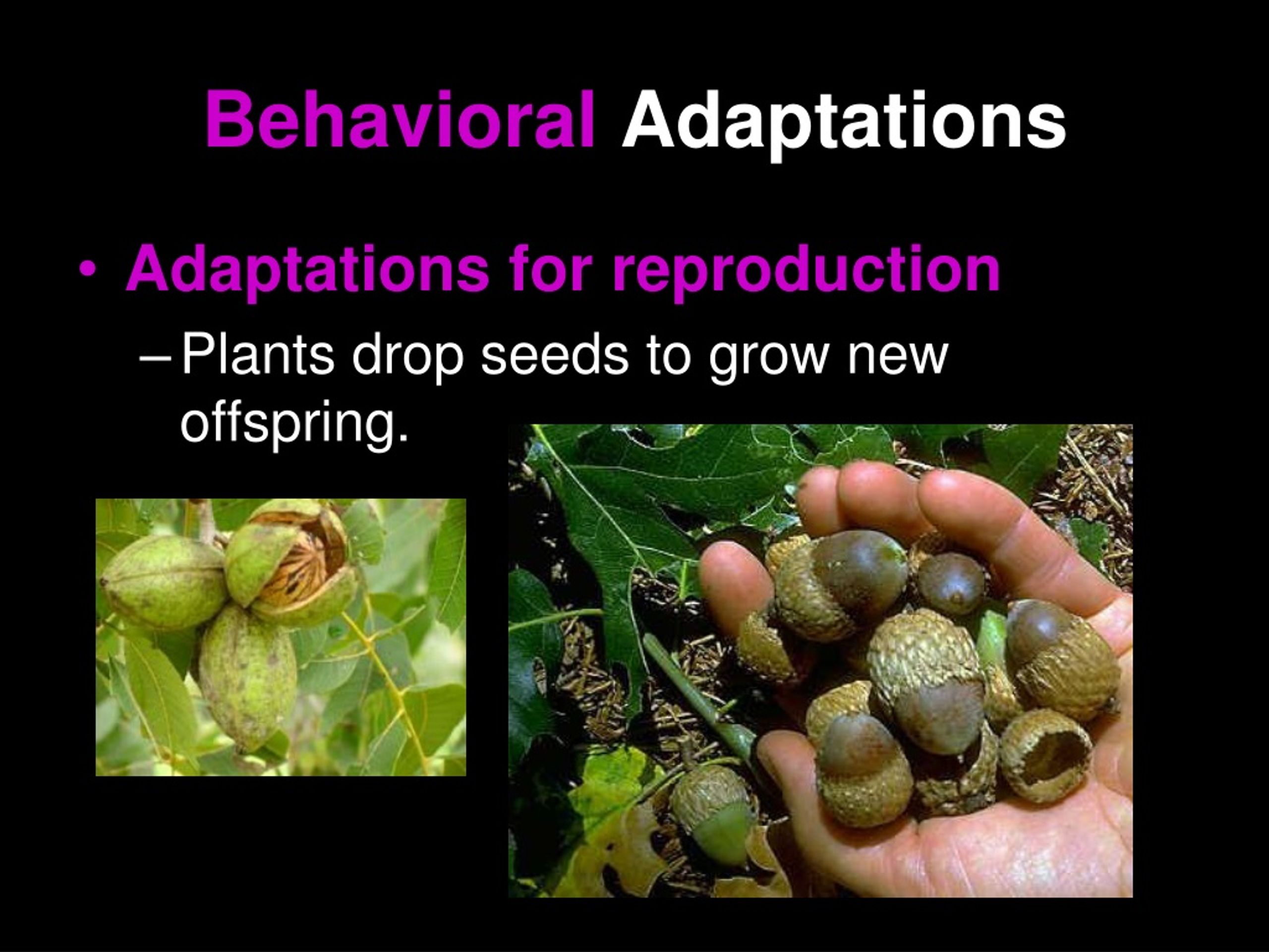 ppt-plant-adaptations-powerpoint-presentation-free-download-id-9156513