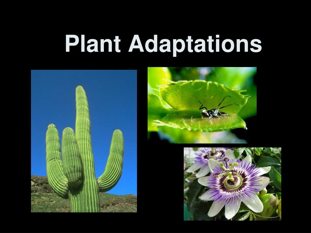 ppt-plant-adaptations-powerpoint-presentation-free-download-id-9156513