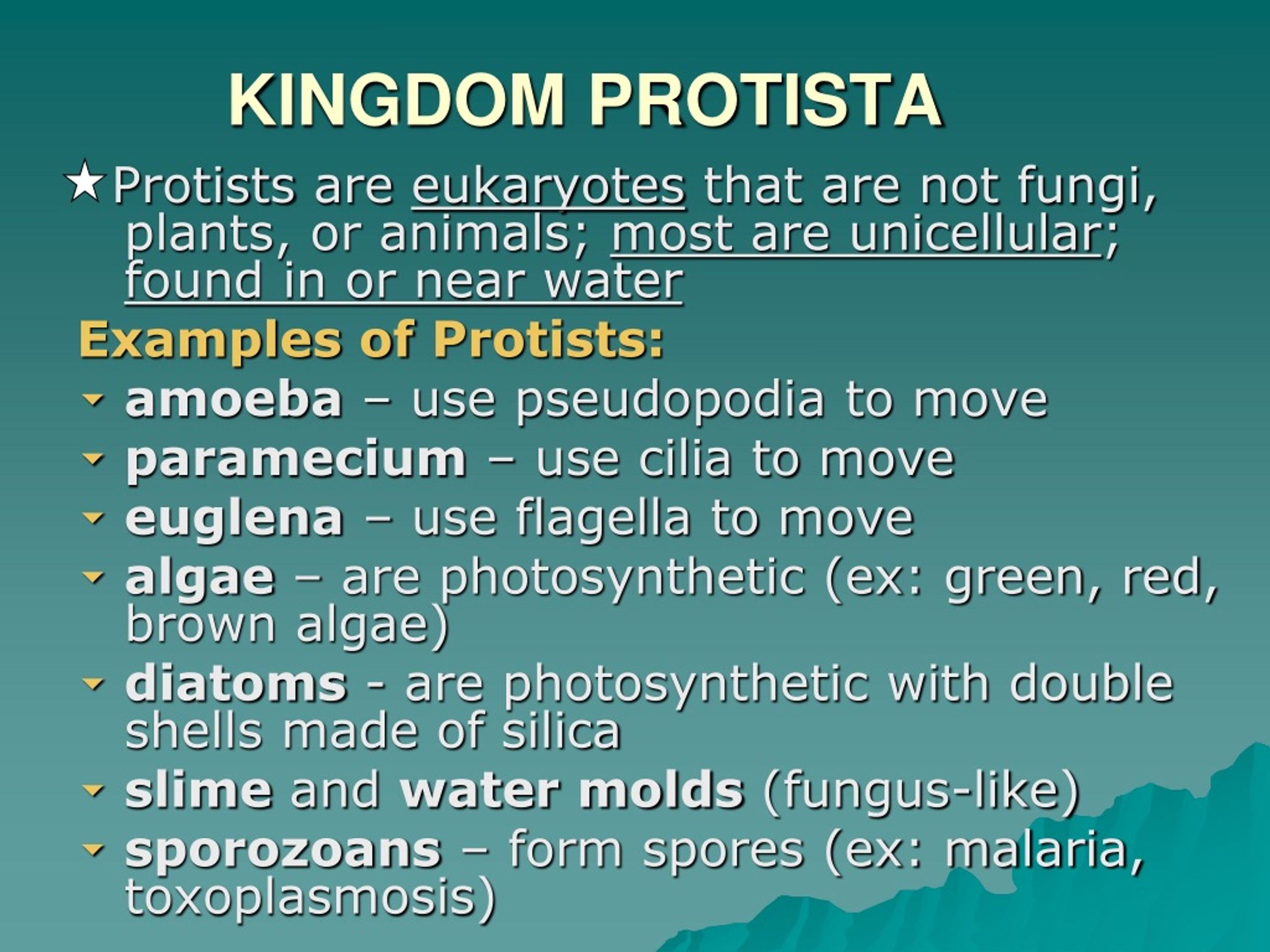 Ppt Kingdom Protista Powerpoint Presentation Free Download Id9157160 