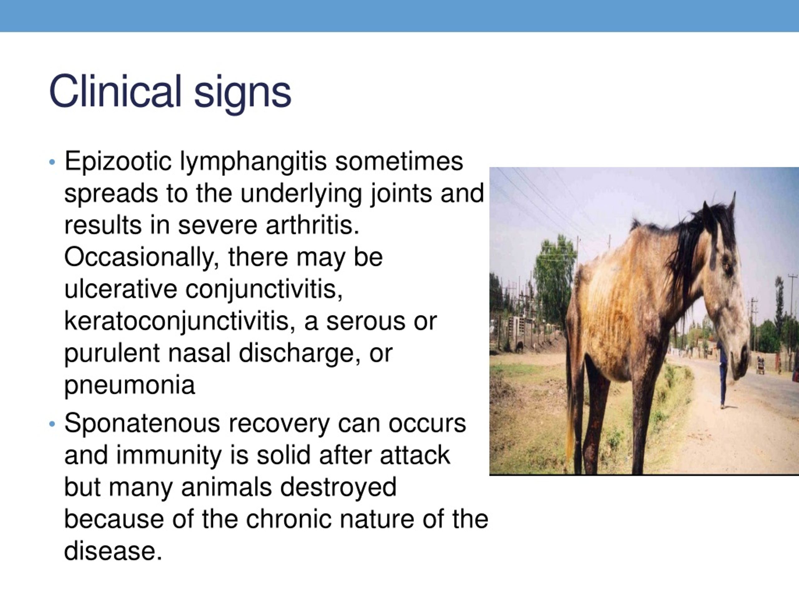 PPT - Epizootic lymphangitis PowerPoint Presentation, free download ...