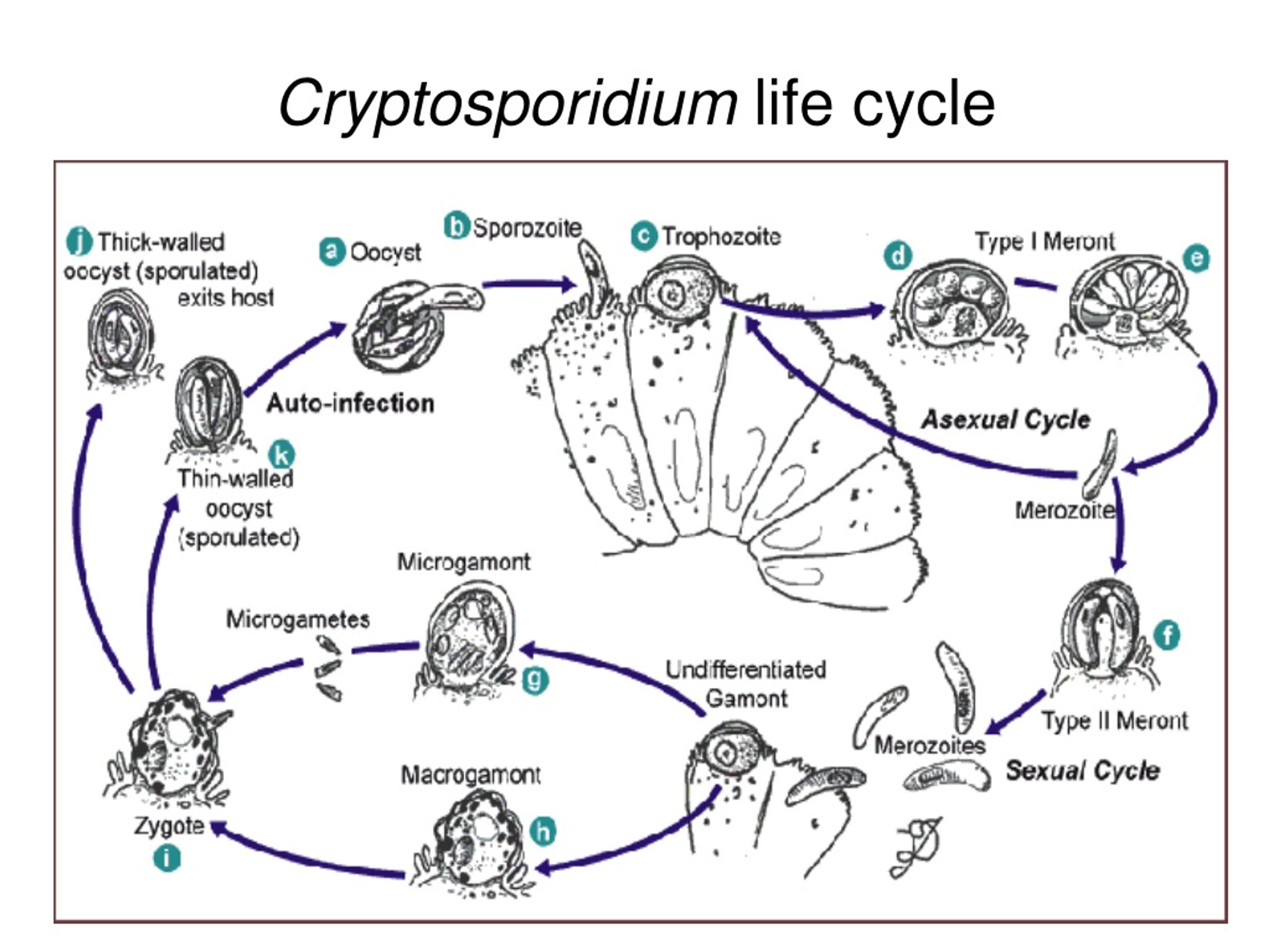 PPT - Parasites II Protozoa, Helminths, Arthropods PowerPoint ...