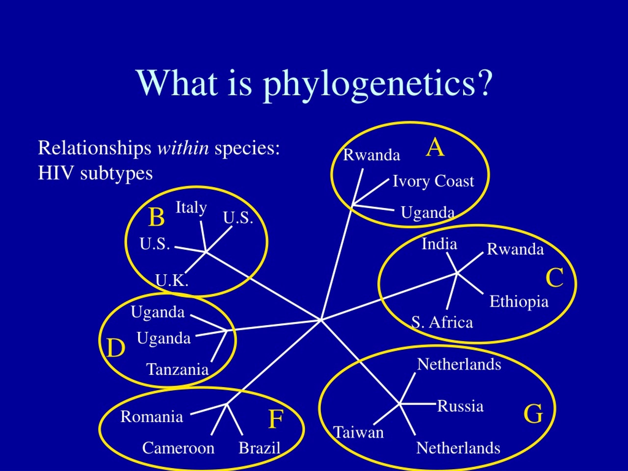 PPT - An Introduction To Phylogenetics PowerPoint Presentation, Free ...