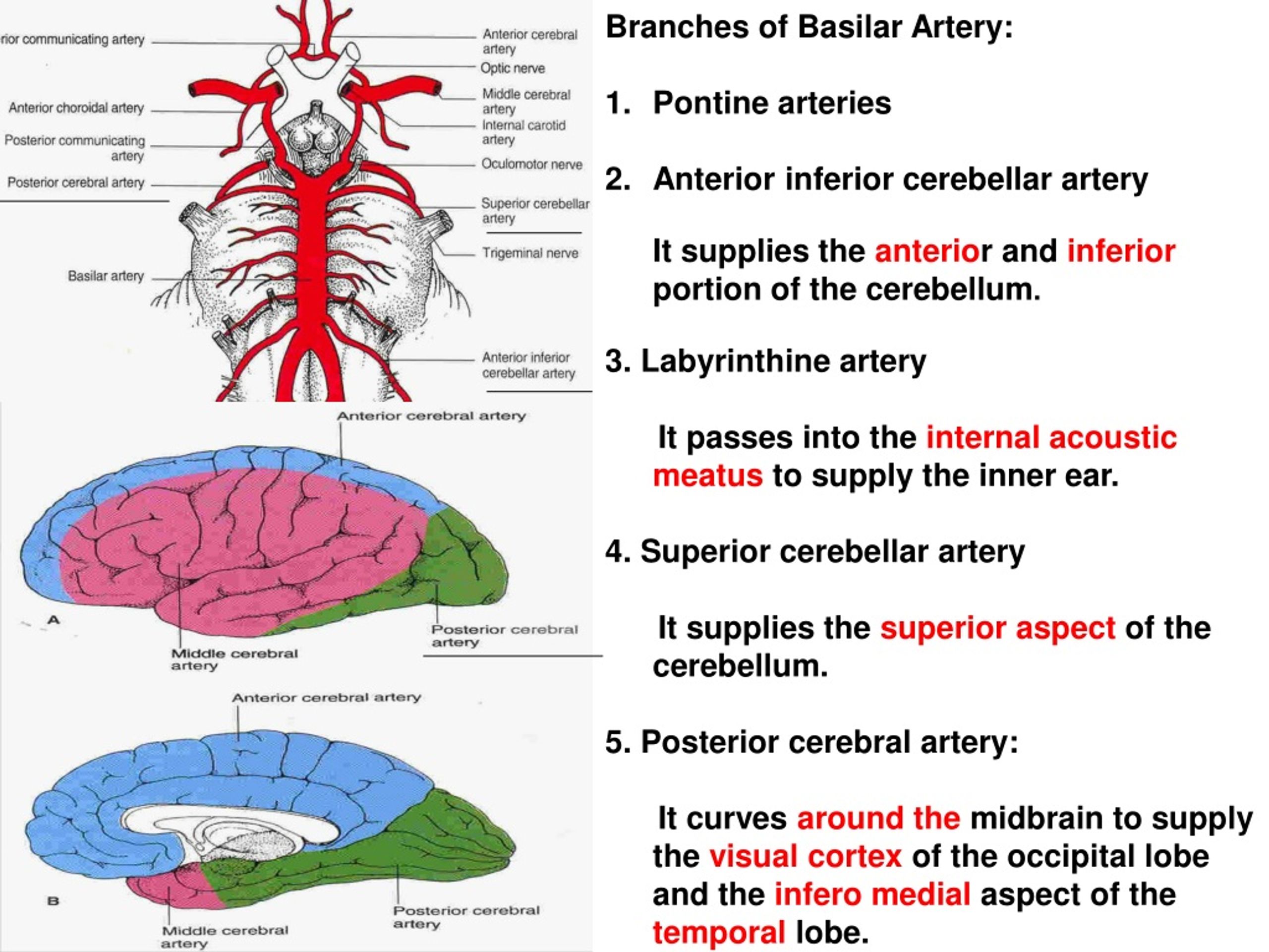 PPT - Blood Supply of the Brain 1- Internal carotid arteries PowerPoint ...