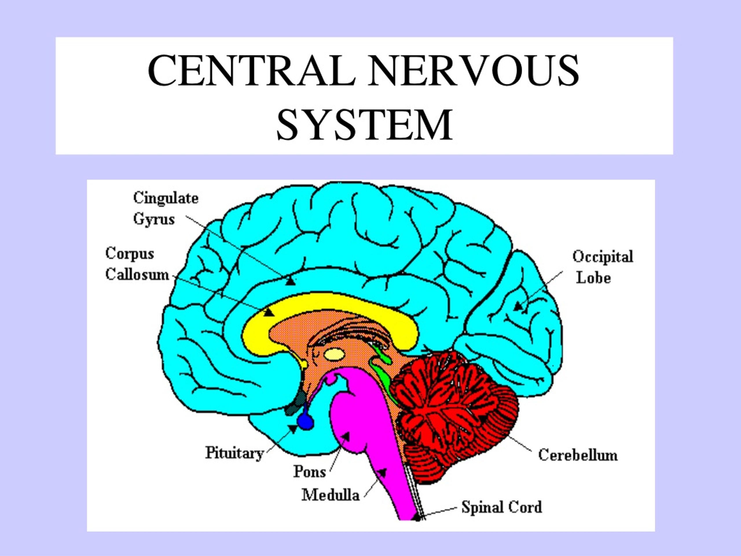 Nervous system brain. Мозг и нервная система. Brain and nervous System. Central nervous System is composed of. Limbic System of the Brain.