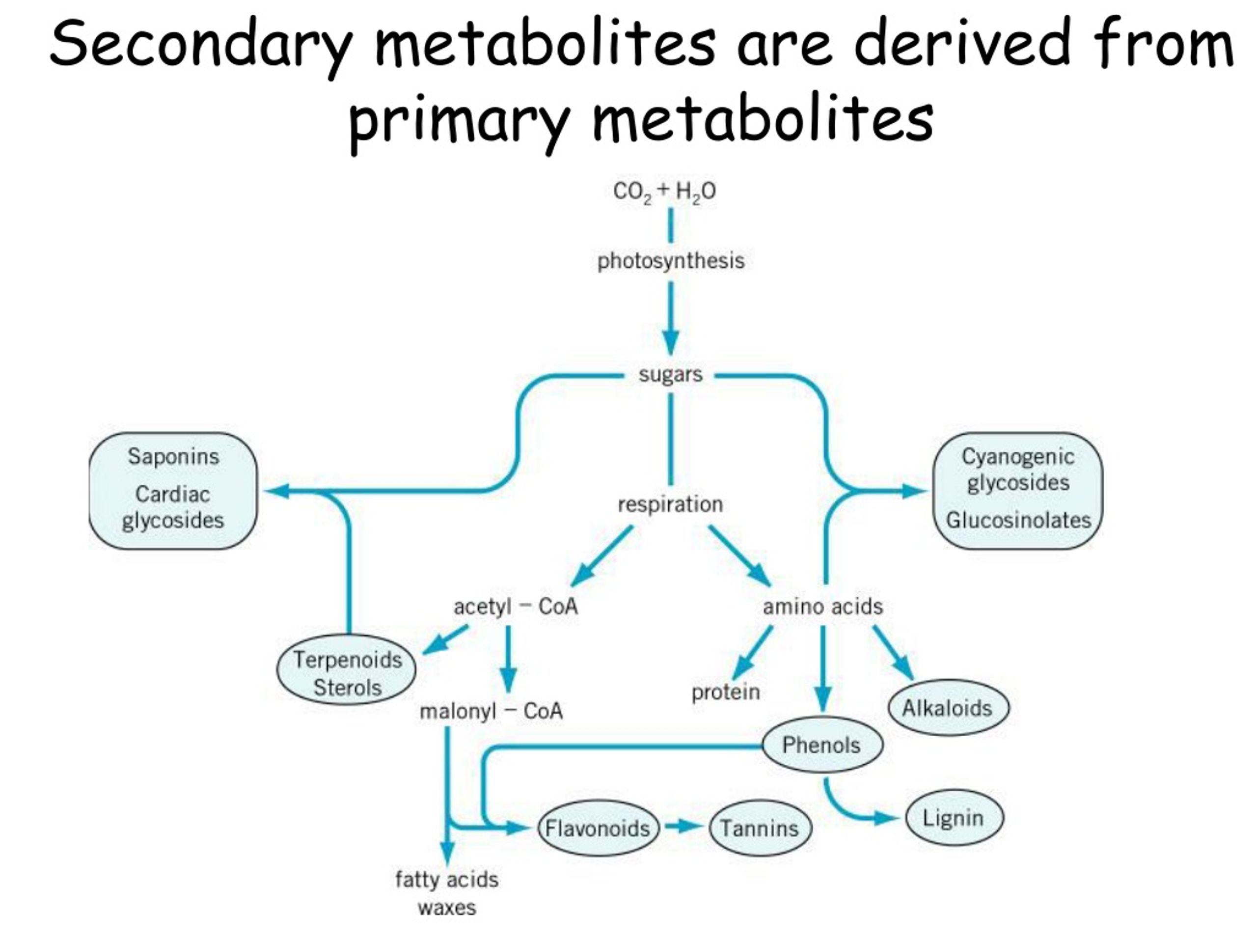 PPT - SeconDary Metabolites Are DeriveD From Primary L