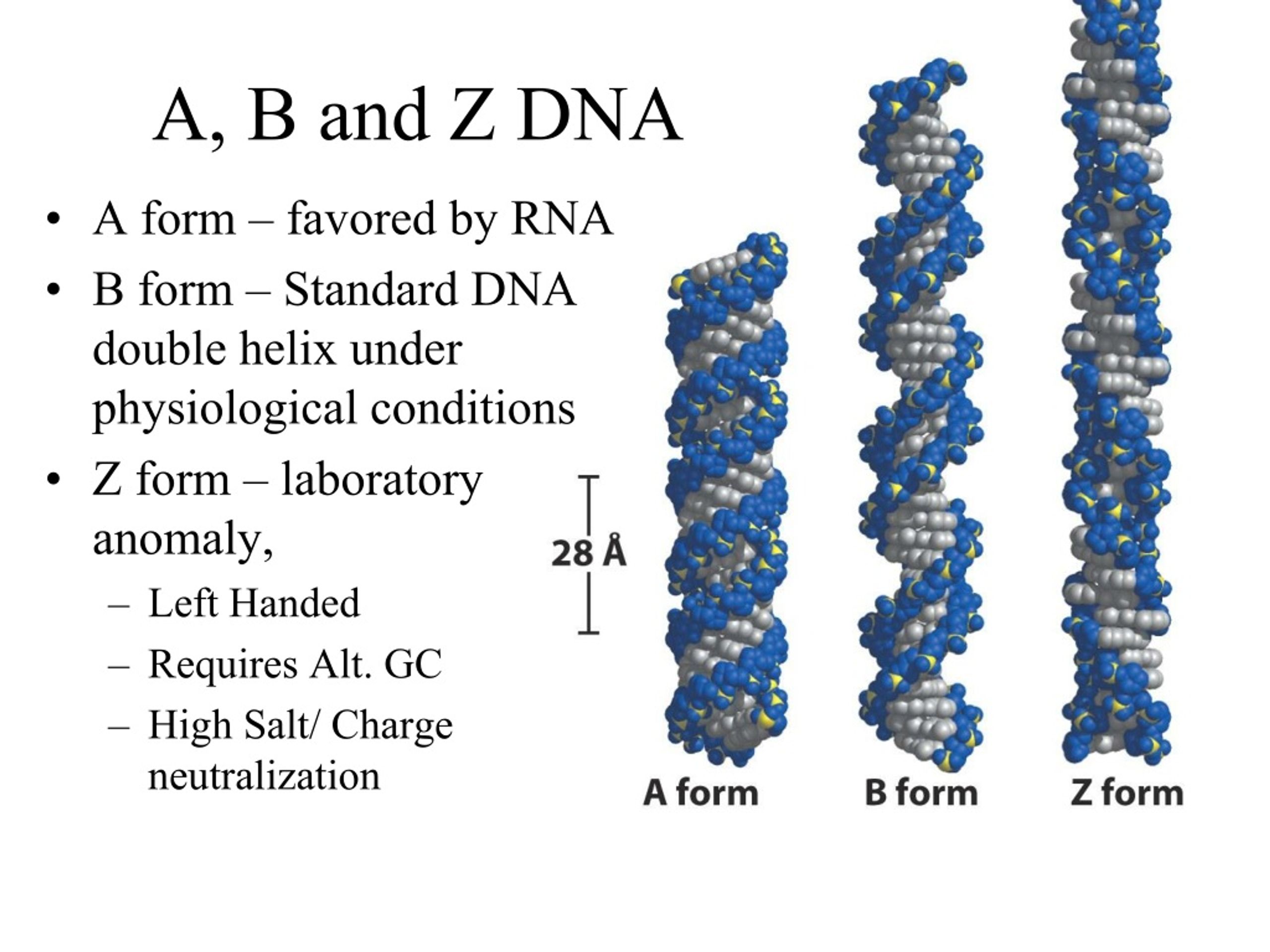 Ppt Nucleotides And Nucleic Acids Lehninger Chapter8 Powerpoint