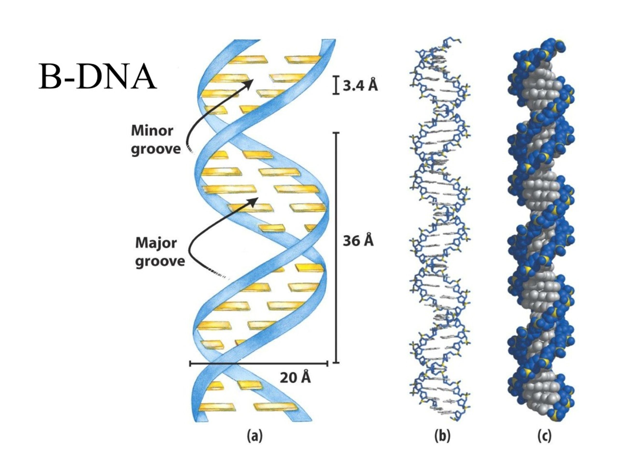 Процесс разрезания молекулы днк. Молекула ДНК. Спираль ДНК. Структура ДНК. Двойная спиральная структура ДНК.