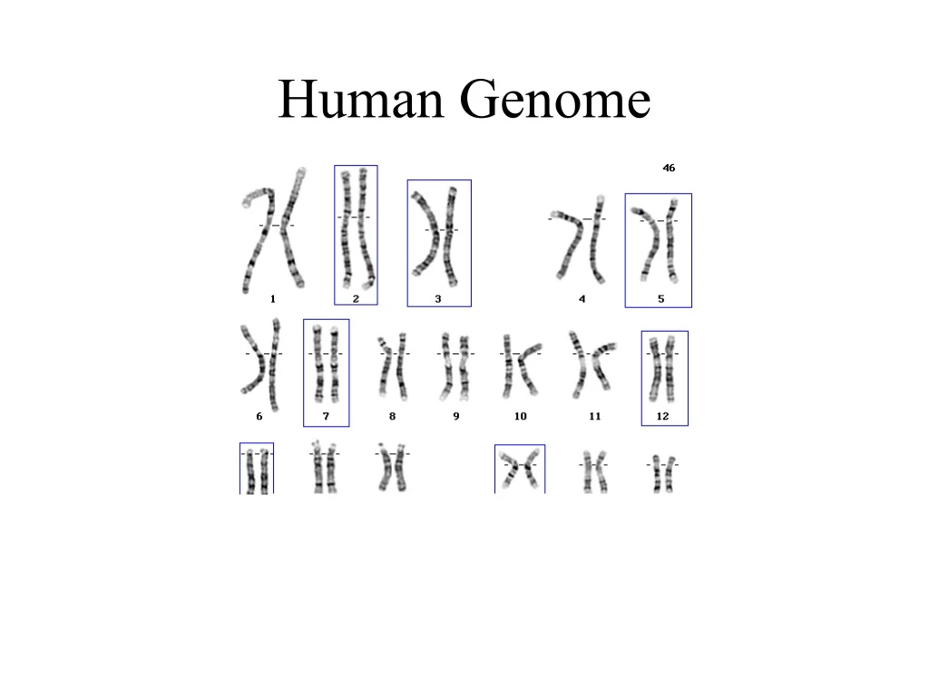 PPT Human Genome PowerPoint Presentation, free download ID9161221
