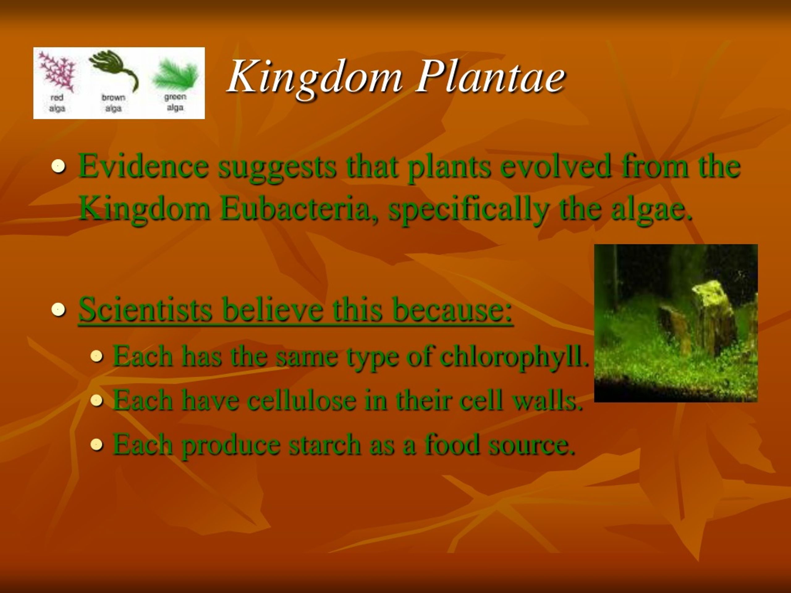 Ppt Kingdom Plantae Powerpoint Presentation Free Download Id9161559 