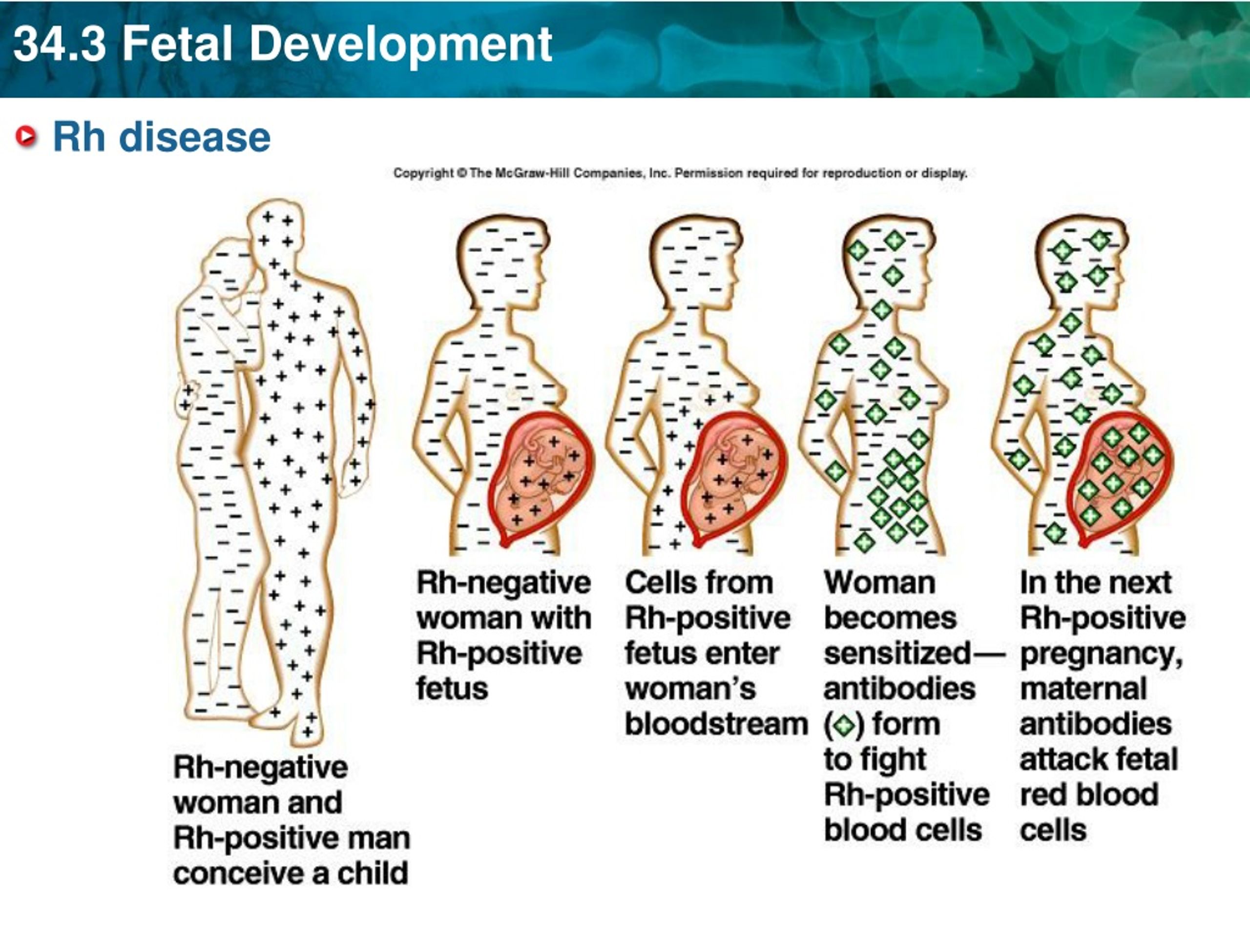 PPT - KEY CONCEPT Development Progresses In Stages From Zygote To Fetus ...