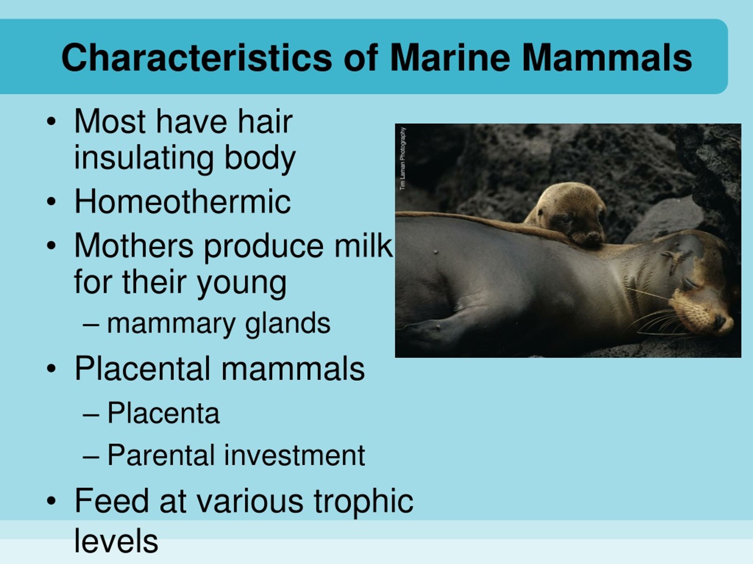 PPT - Chapter 12 Marine Mammals PowerPoint Presentation, free download