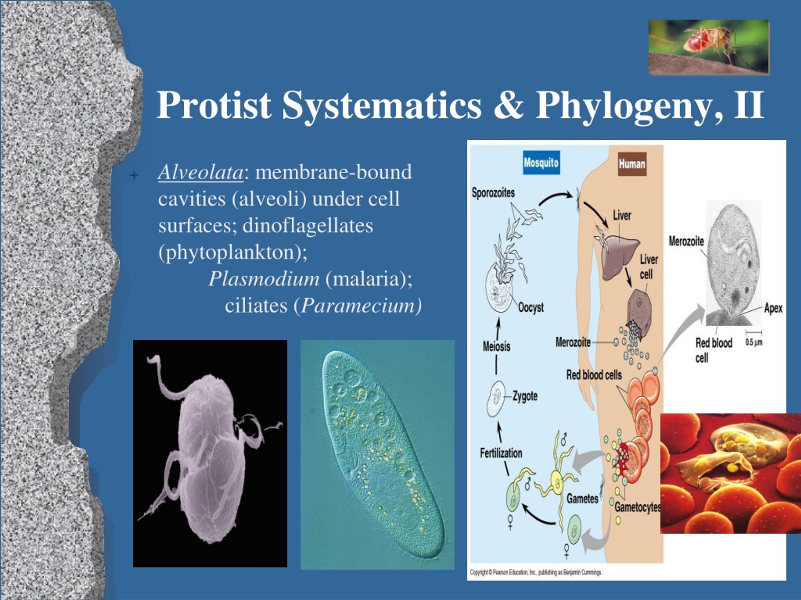 Ppt Chapter Protista The Origins Of Eukaryotic Diversity Hot Sex Picture 