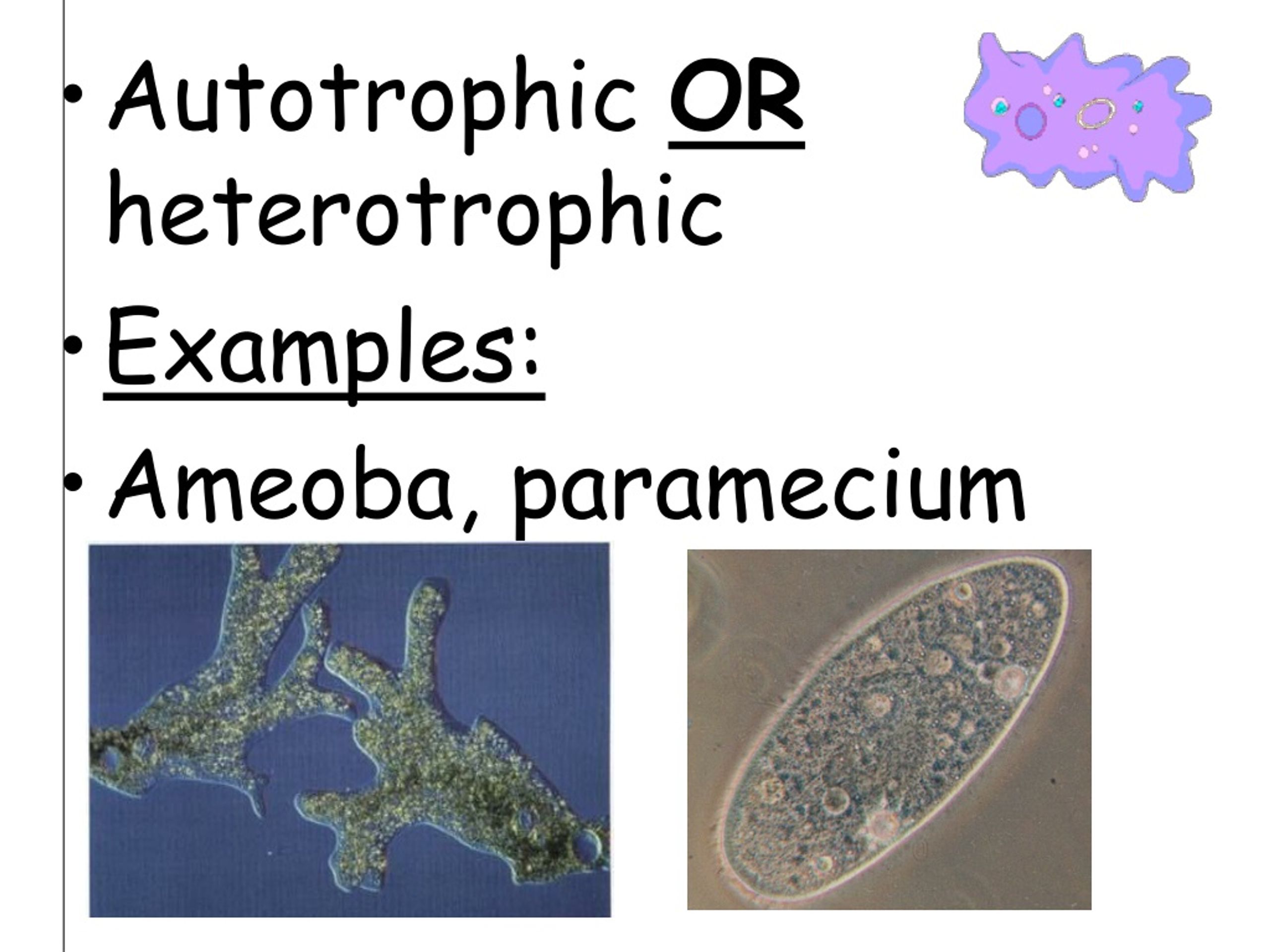 ppt-topic-classification-aim-how-are-organisms-classified-into