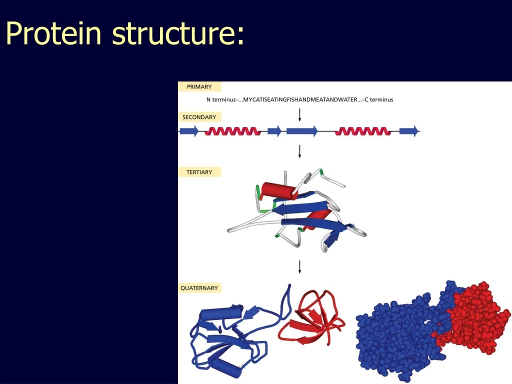 PPT - Protein structure: PowerPoint Presentation, free download - ID ...