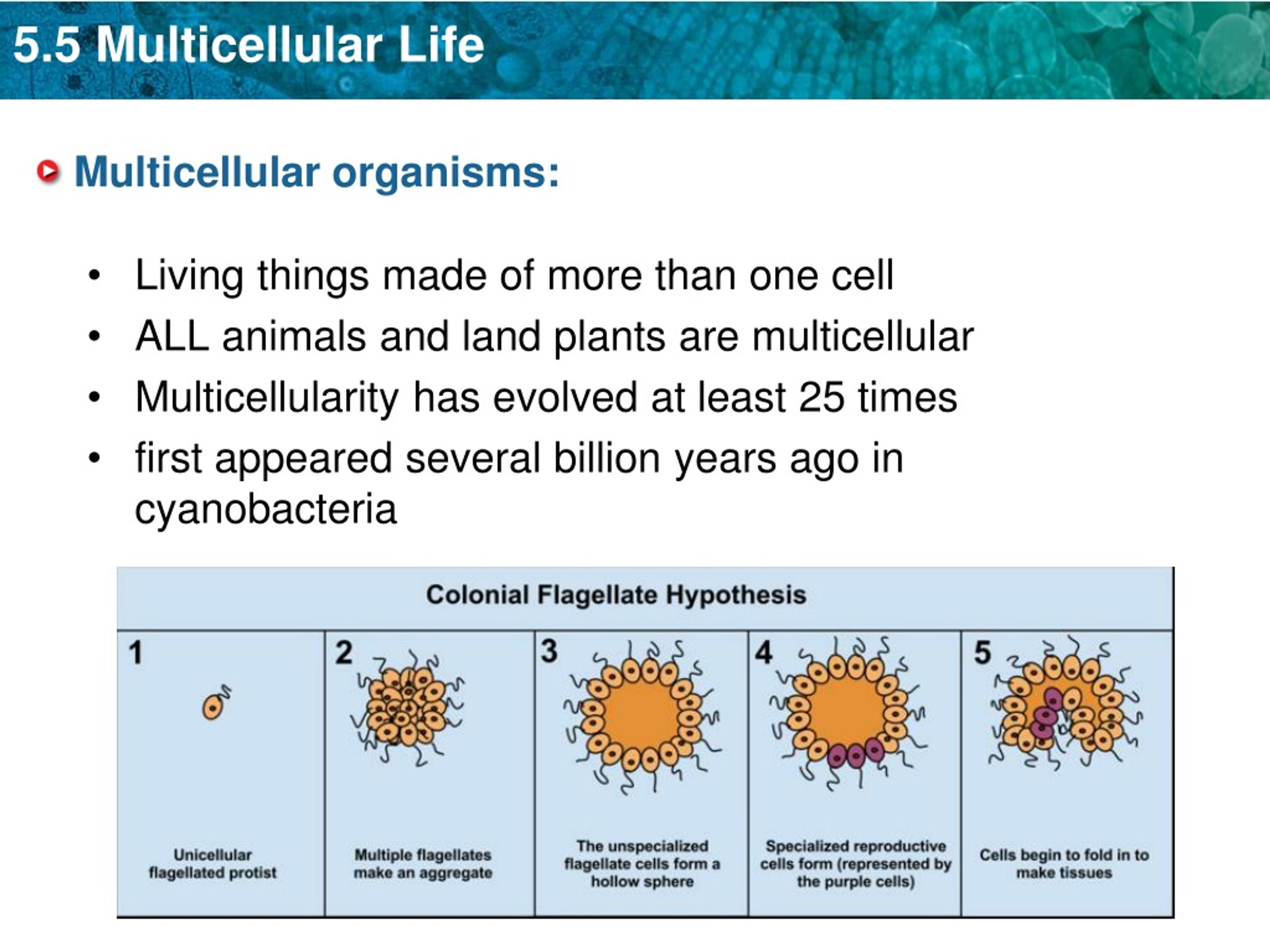 kai is developing a multimedia presentation on multicellular organisms
