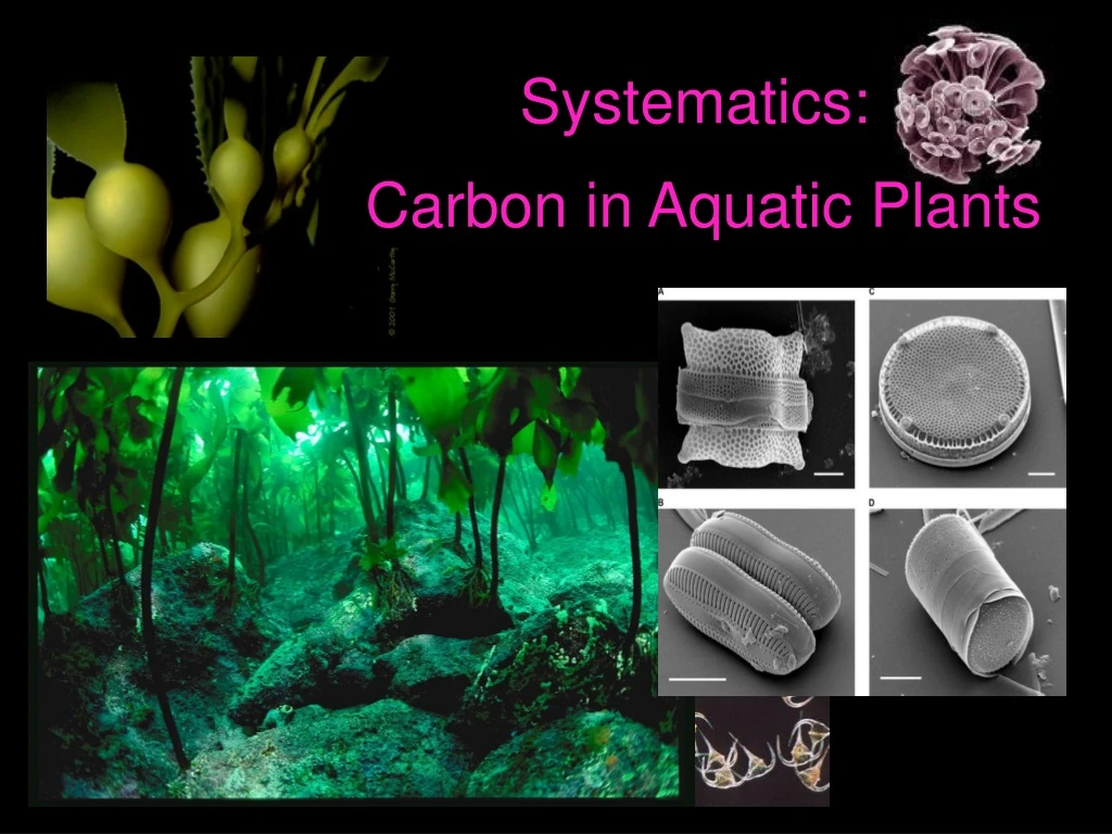 systematics carbon in aquatic plants n.