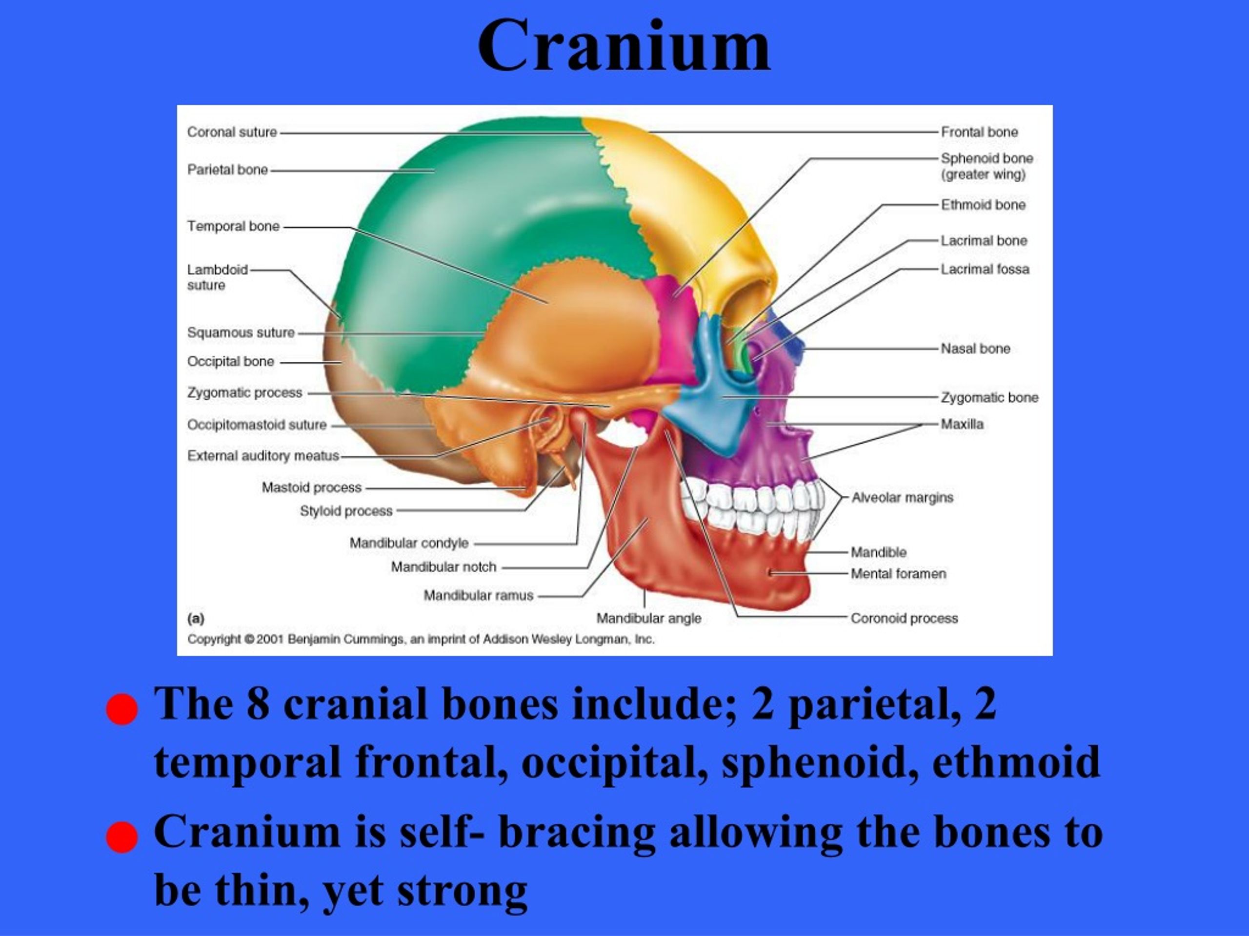 PPT - Introduction to human anatomy PowerPoint Presentation; free