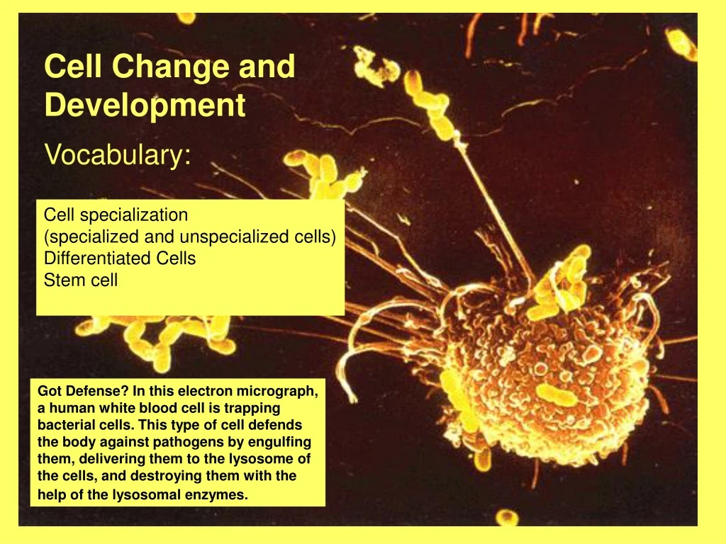 cell change and development n.